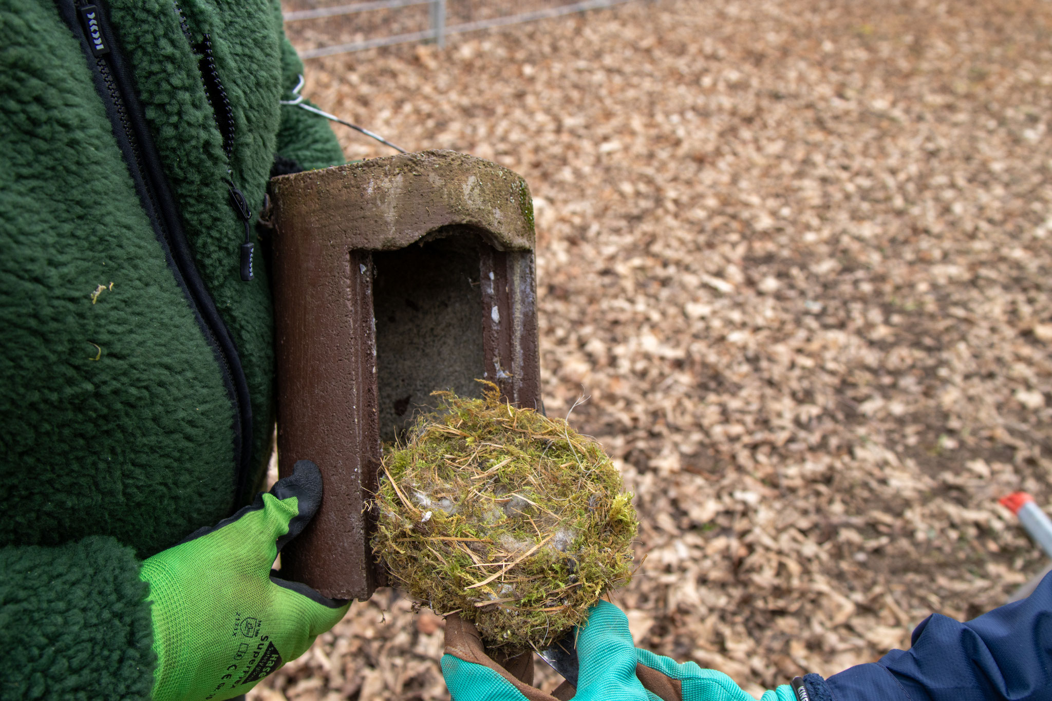 Meisennest aus Moos und Tierhaaren (Foto: B. Budig)