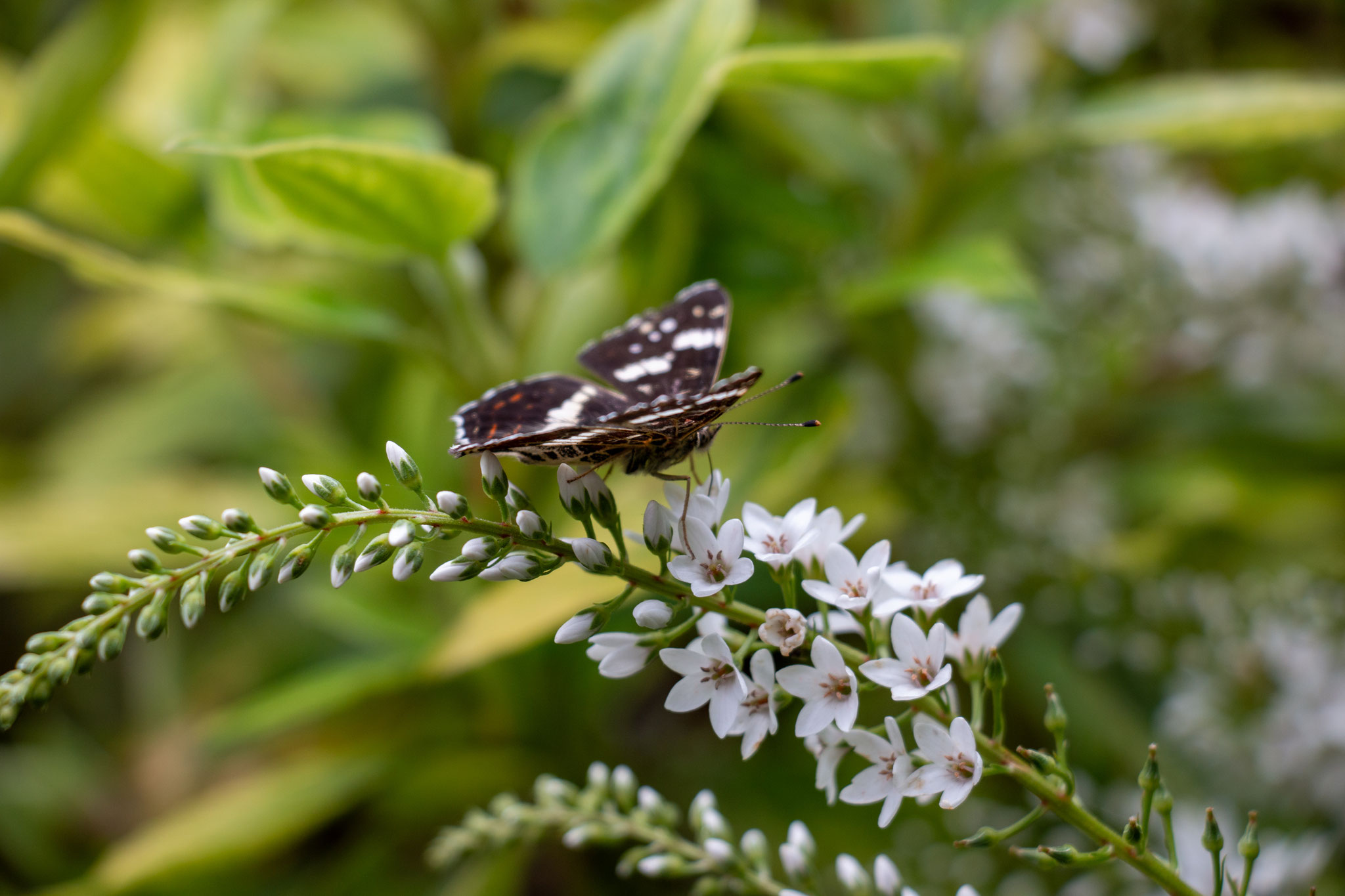 Landkärtchen/Araschnia levana der Sommergeneration (Foto: B. Budig)