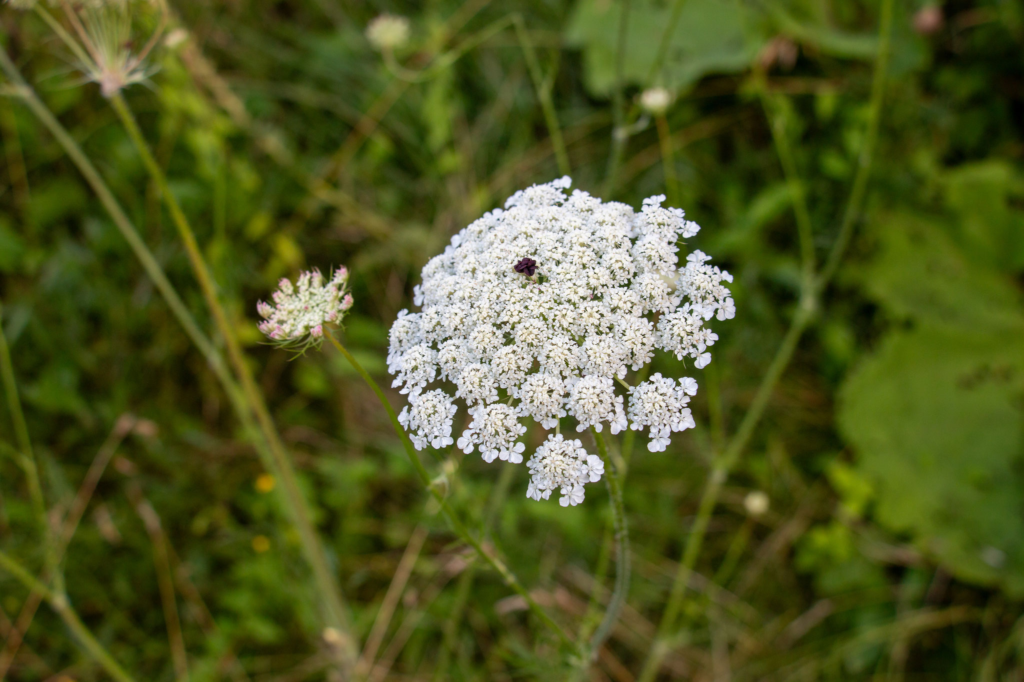 Wilde Möhre/Daucus carota (Foto: H. Budig)