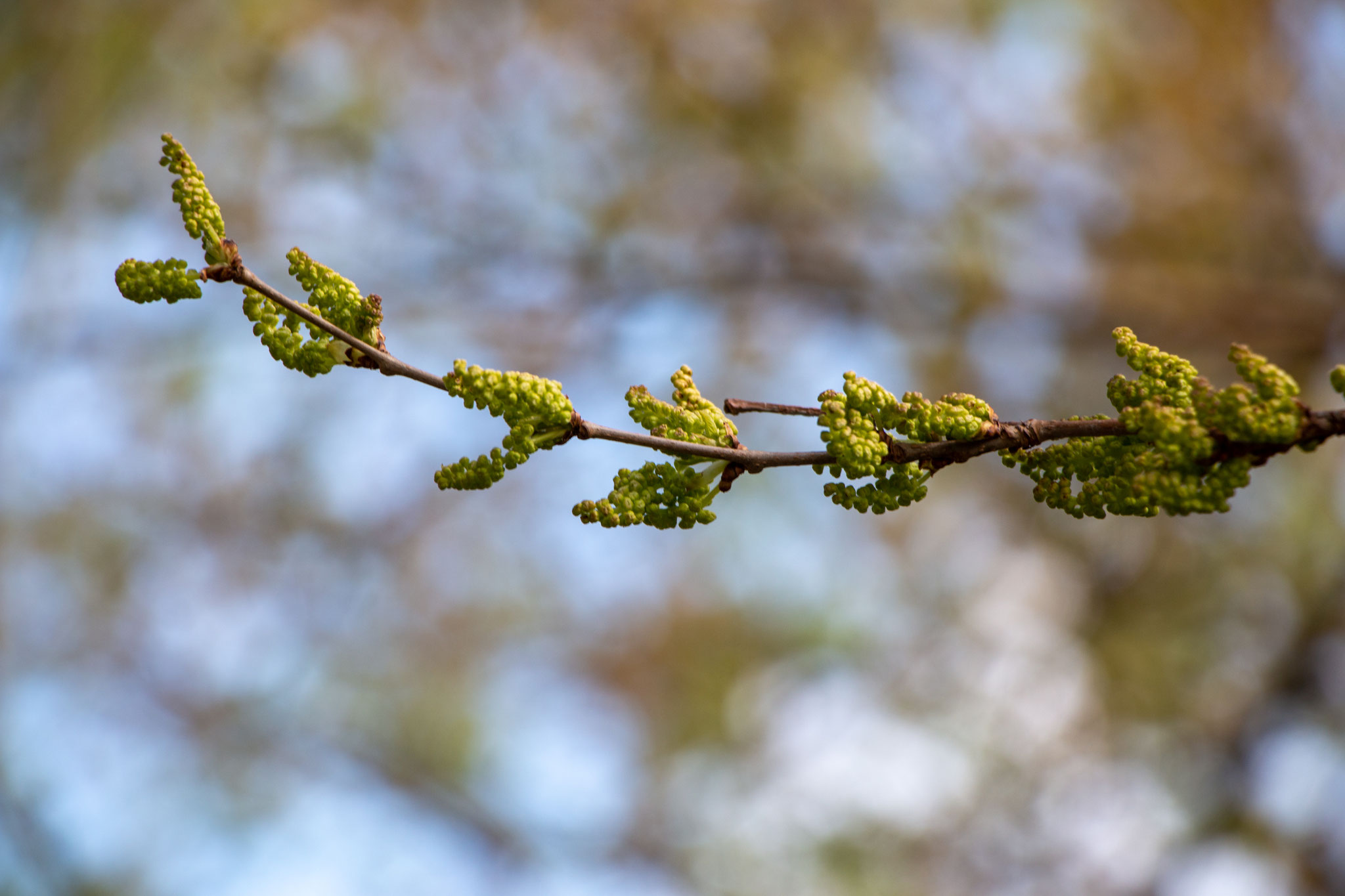 Blütenstände Maulbeerbaum/Morus (Foto: B. Budig)