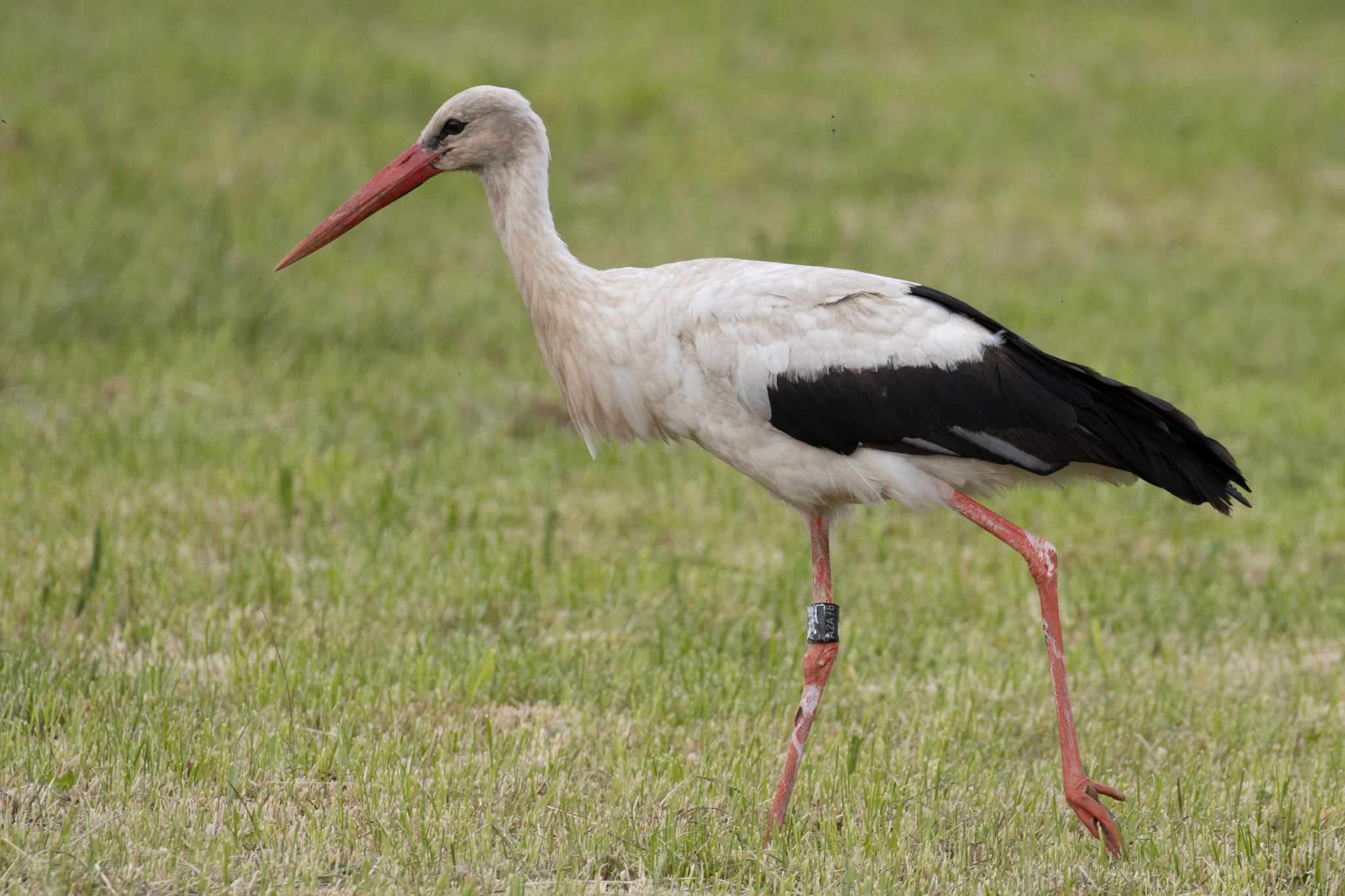 Der Storch mit der Ringnummer: DER A2A78 am 10.05.20 (Foto: B. Budig)