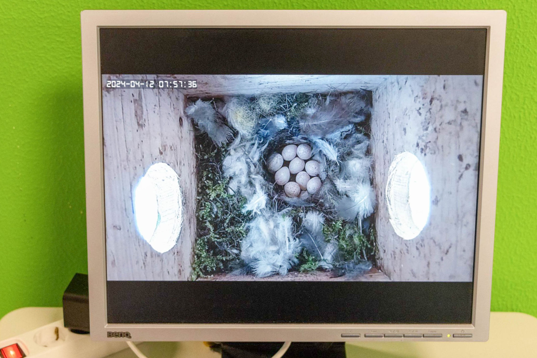 Neun Eier liegen bereits im Nest und werden bebrütet (Foto: B. Budig)