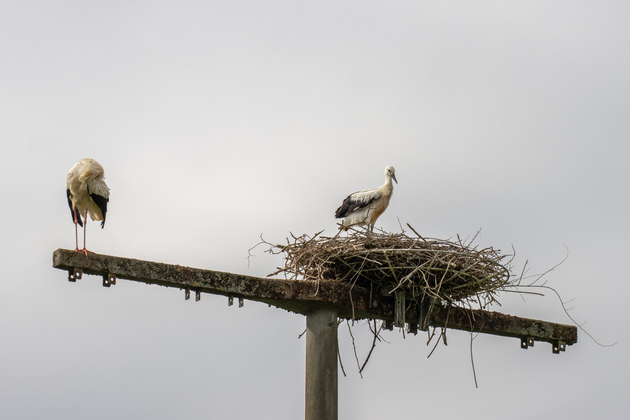 Storchennachwuchs in Meckesheim (Foto: Henrike Budig)