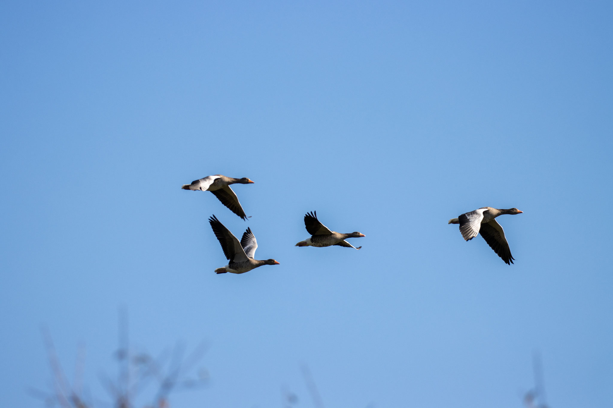 Graugänse im Flug (Foto: B. Budig)