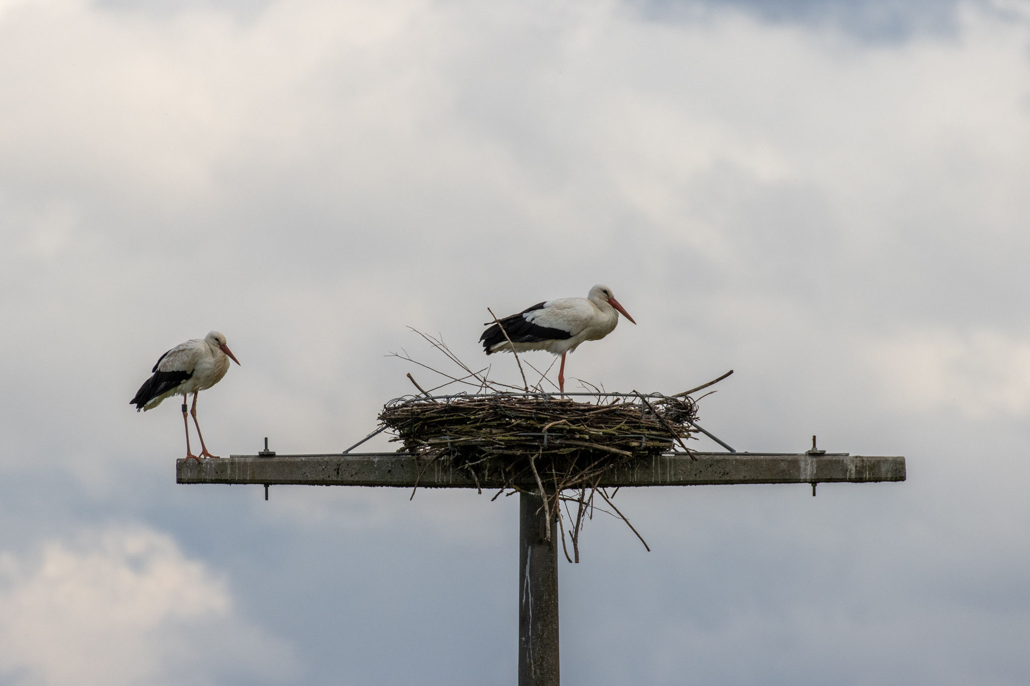 Storchenpaar auf der Nisthilfe am 29.04.20 (Foto: B. Budig)