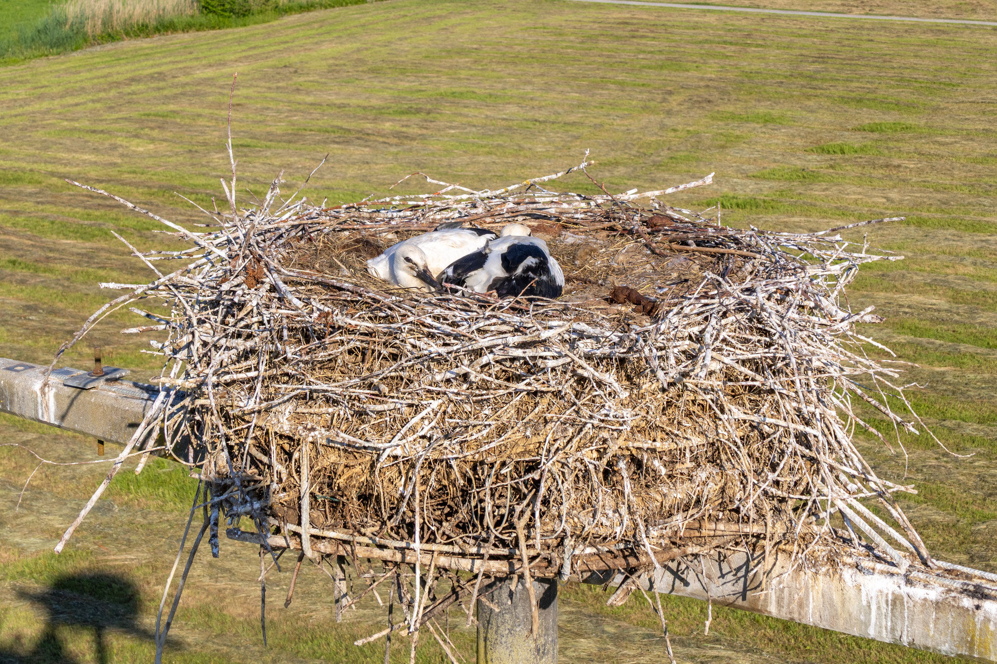(Foto: H. Budig)