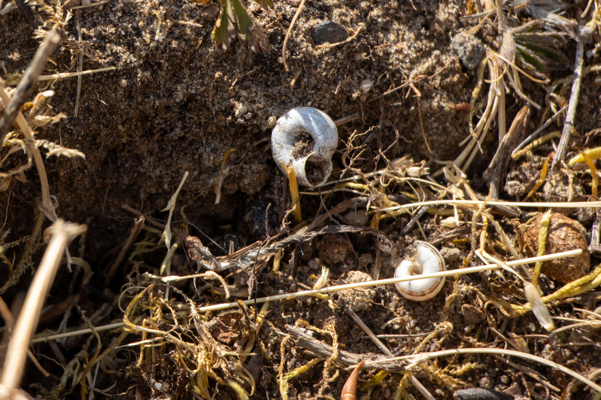 Schneckengehäuse mit Bänderung (Foto: B. Budig)