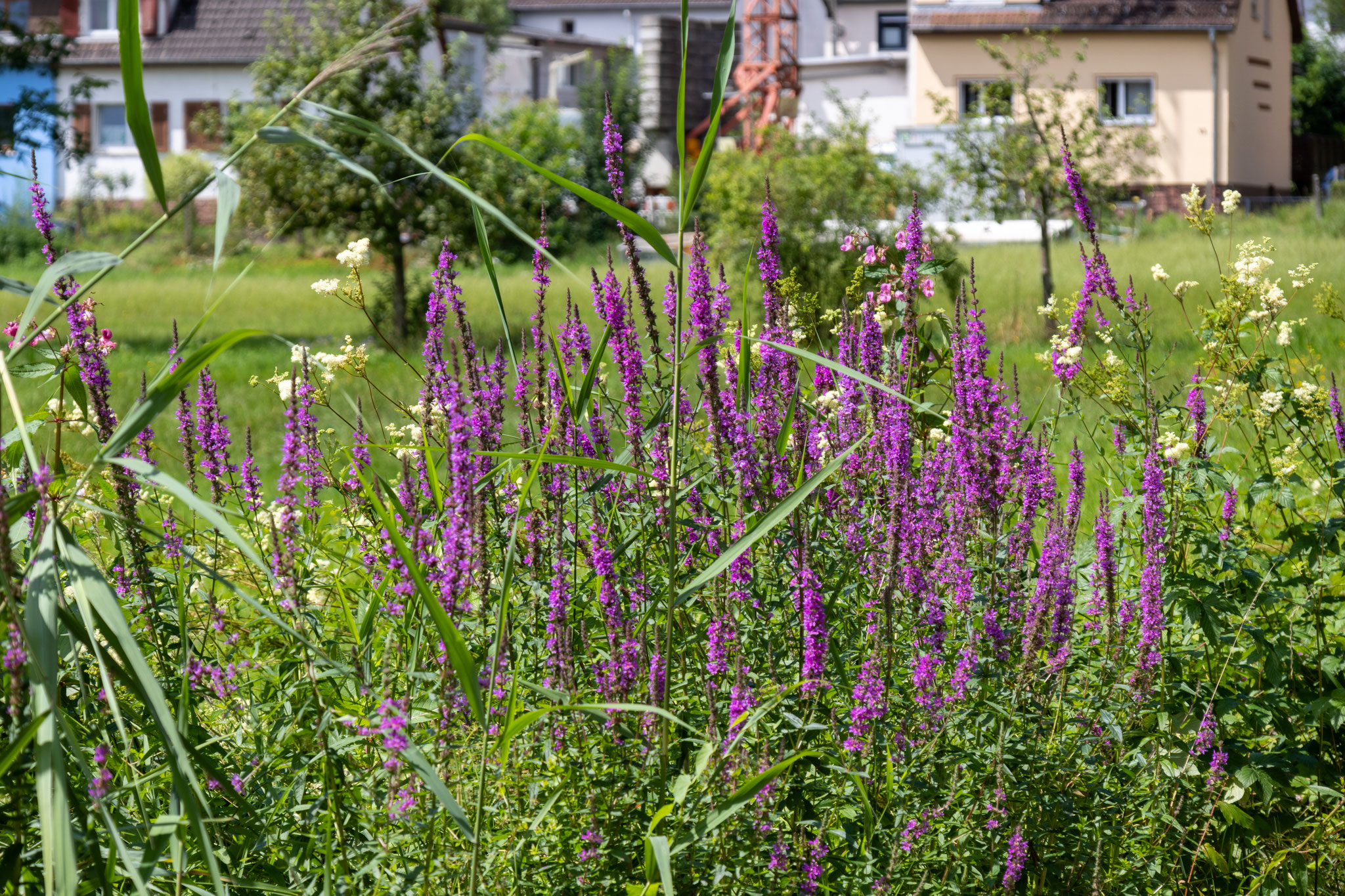 Gewöhnlicher Blutweiderich/Lythrum salicaria (Foto: B. Budig)