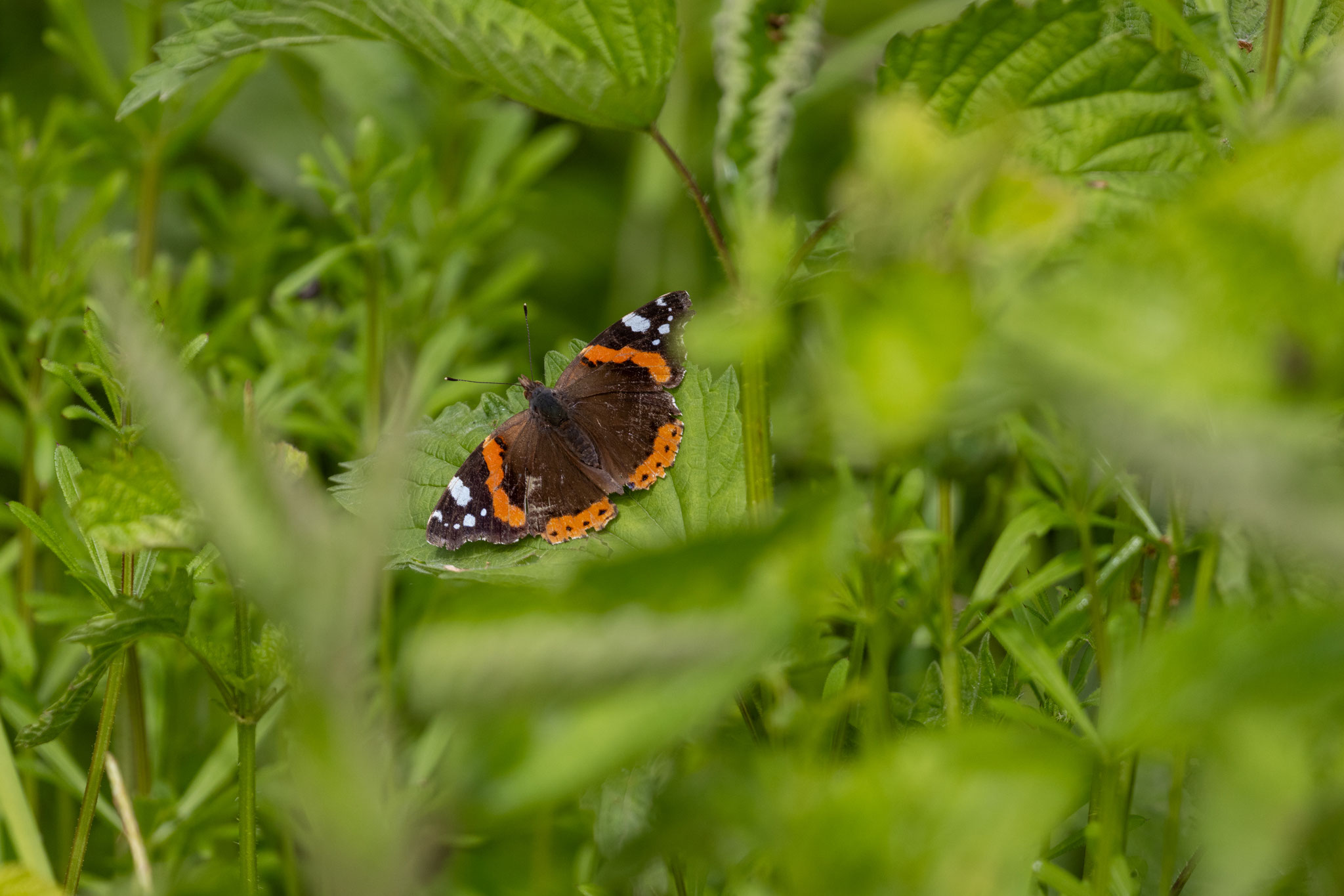 Admiral/Vanessa atalanta (Foto: B. Budig)