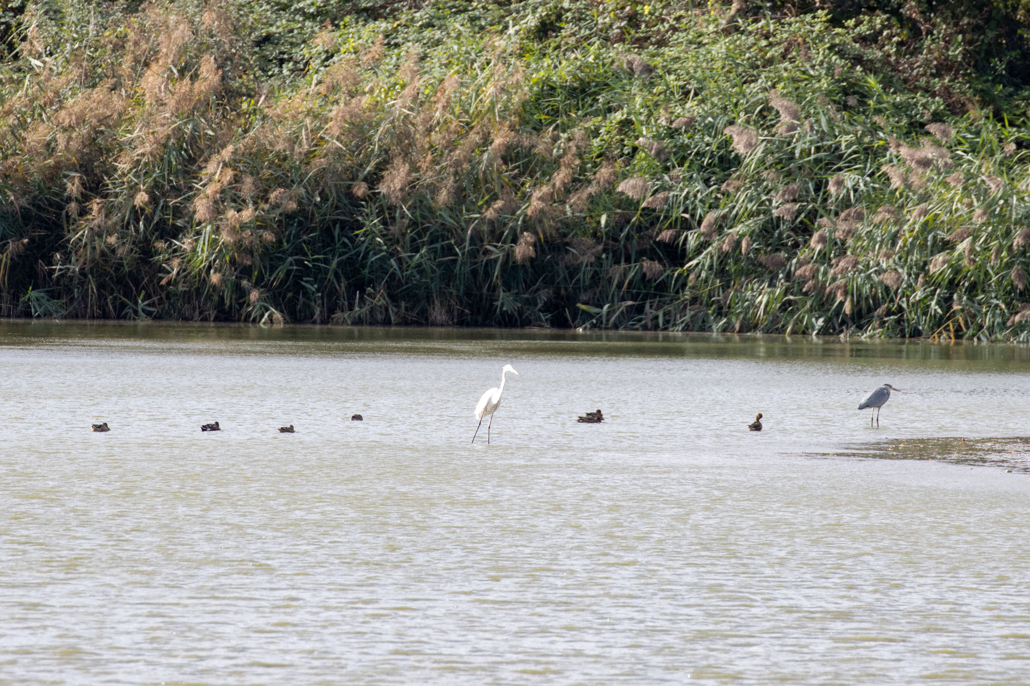 Silberreiher und Graureiher zwischen Enten (Foto: B. Budig)