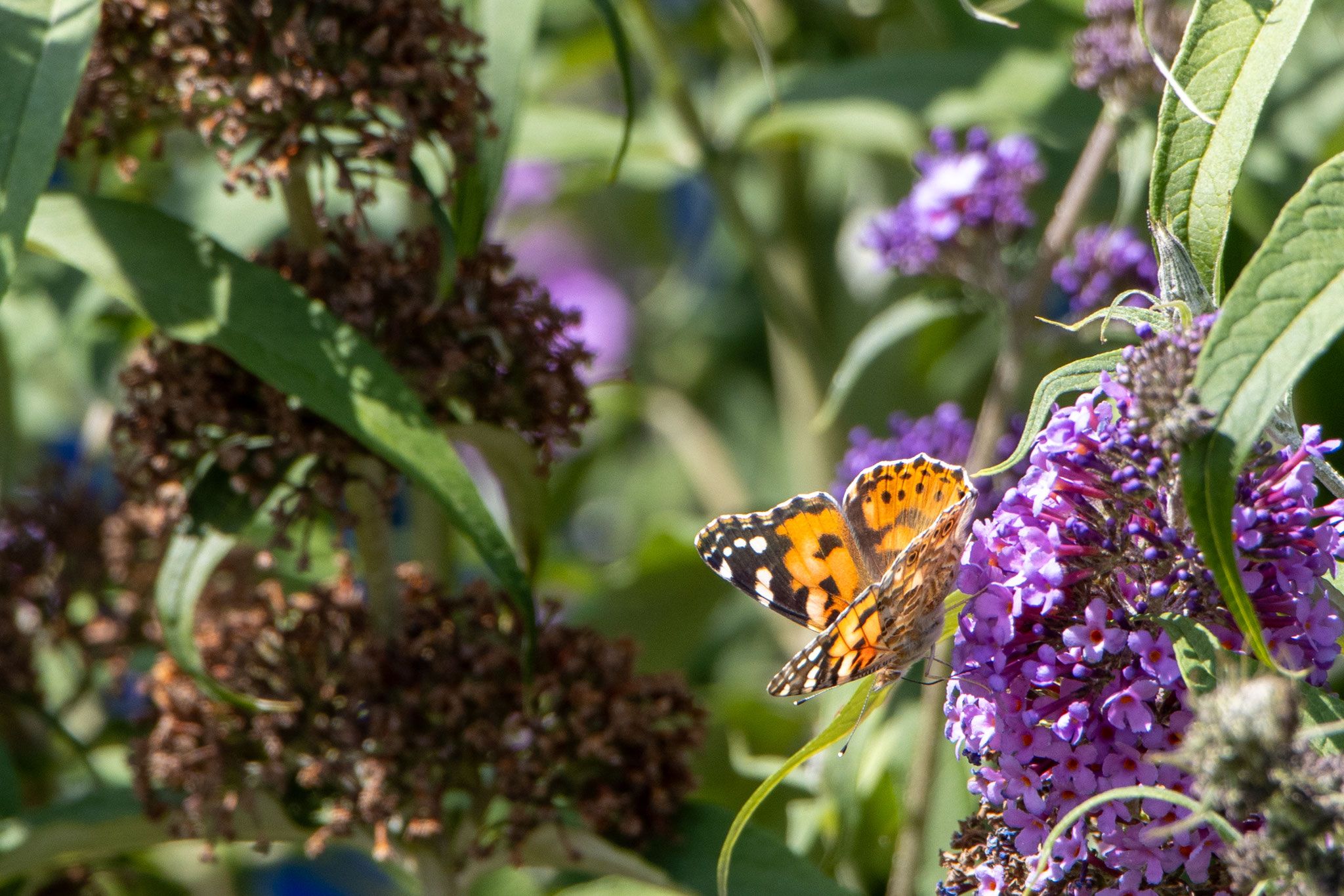 Distelfalter/Vanessa cardui (Foto: B. Budig)