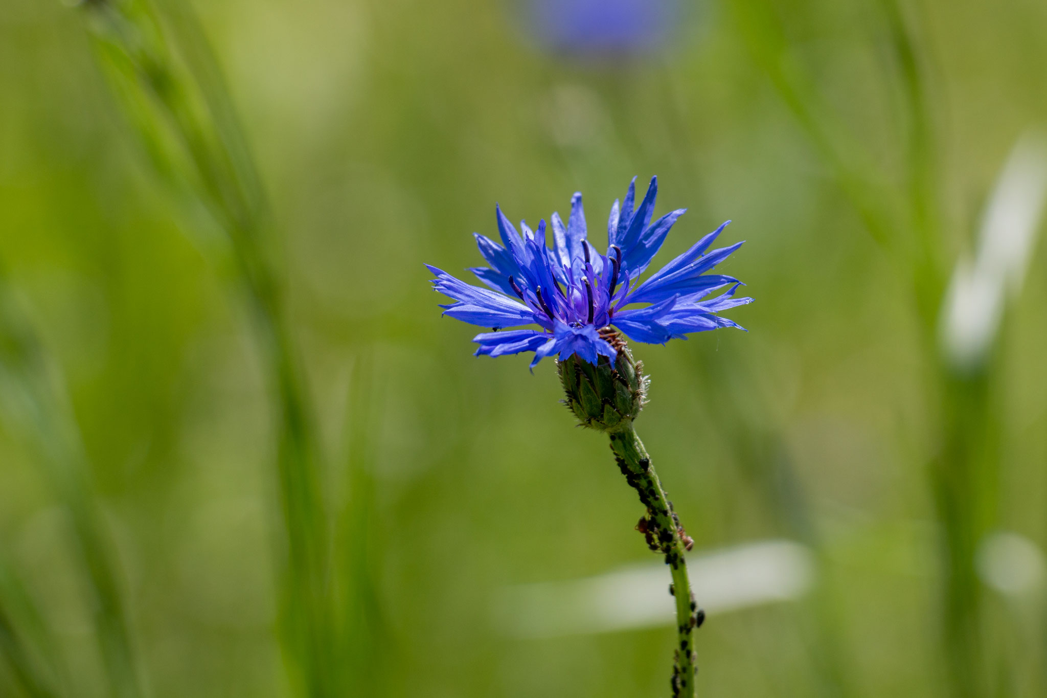 Kornblume [Centaurea cyanus] mit Blattläusen am Stängel (Foto: B. Budig)