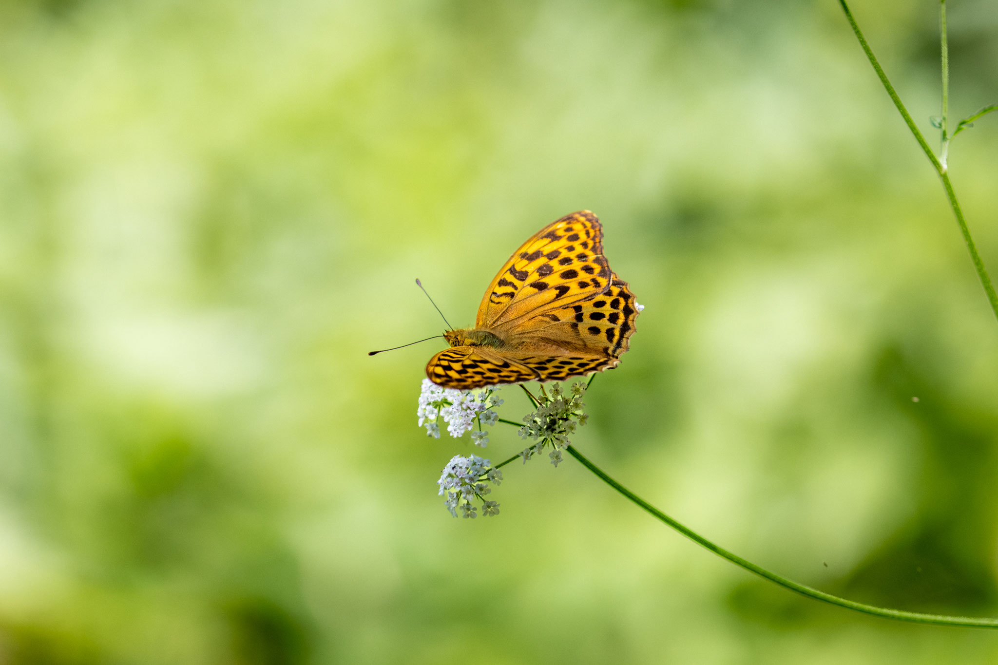 Kaisermantel/Argynnis paphia (Foto: B. Budig)