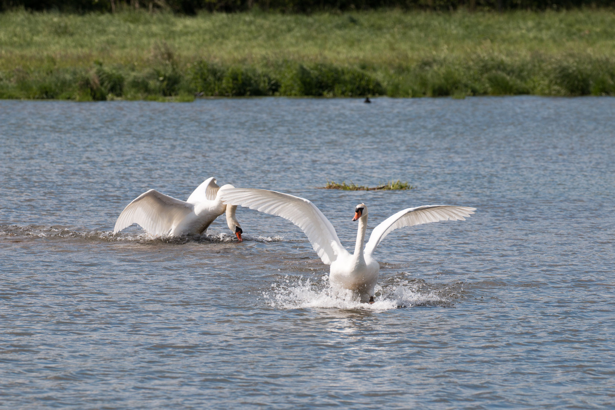 Höckerschwan (Cygnus olor)