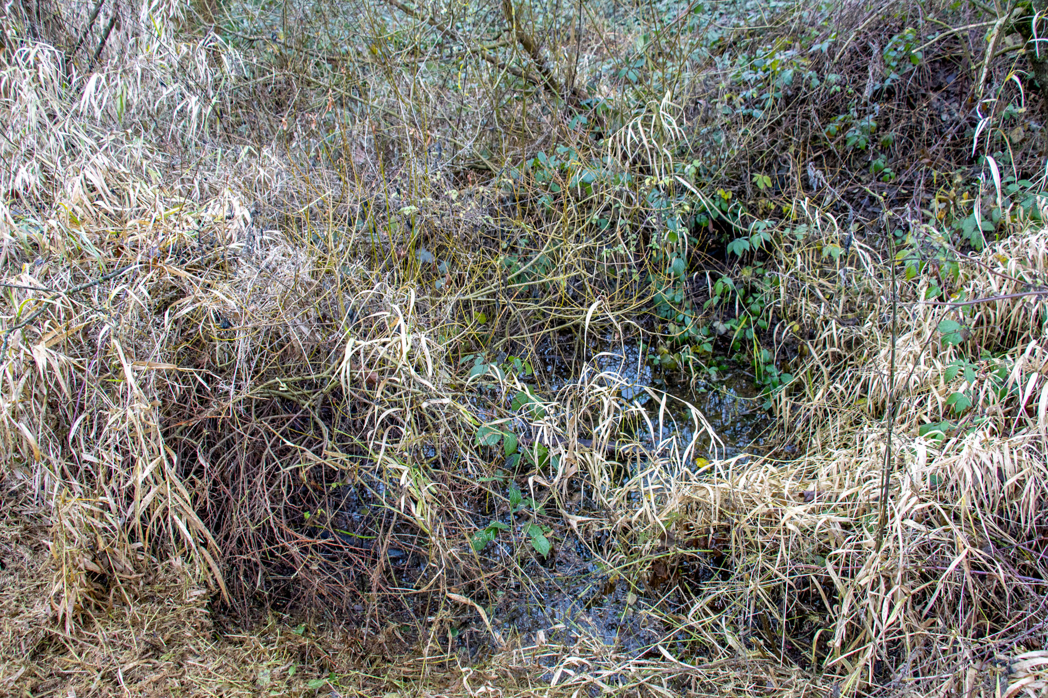Zugewachsene Wasserfläche (Foto: B. Budig)