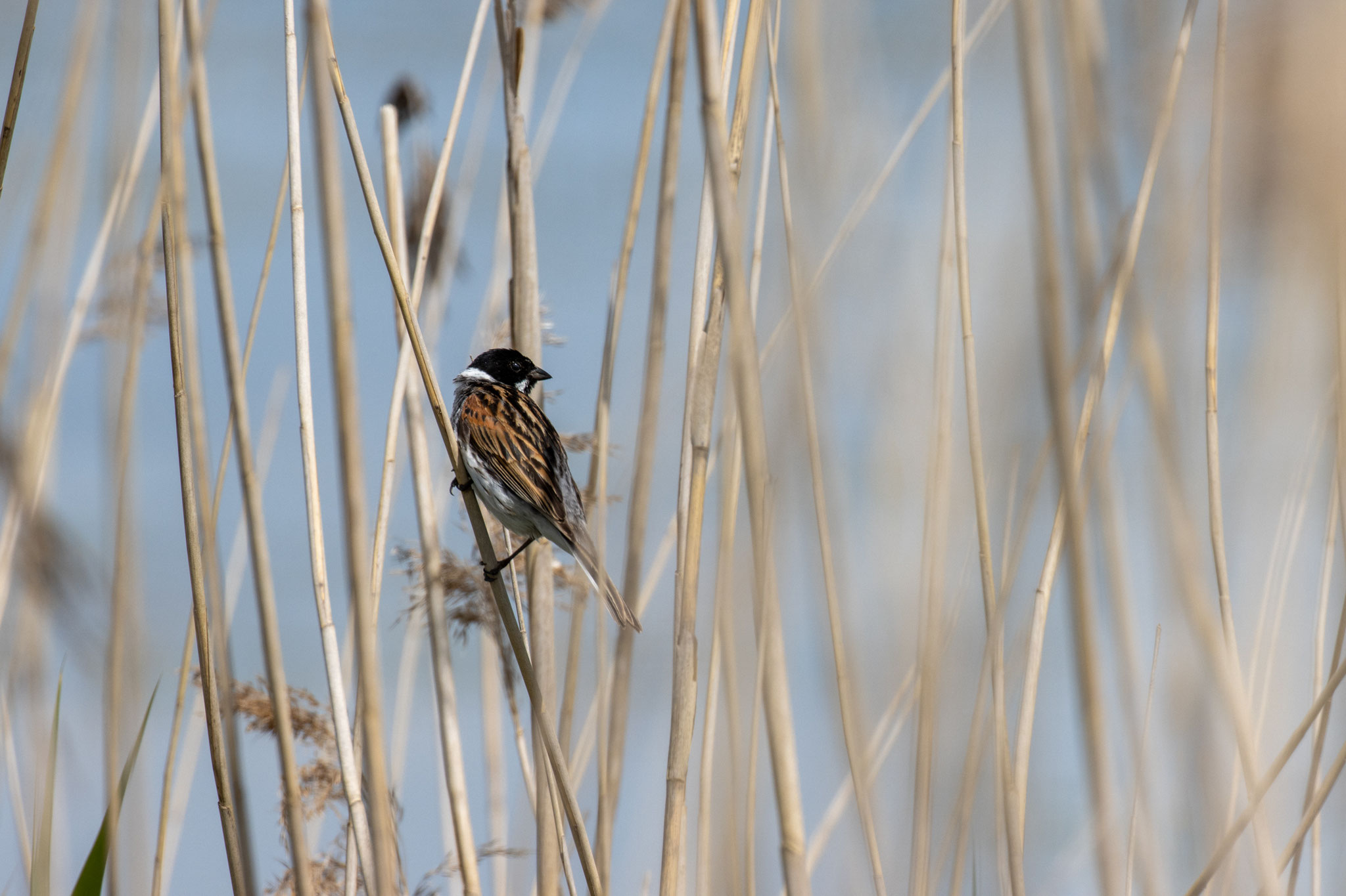 Rohrammer/Emberiza schoeniclus (Foto: B. Budig)