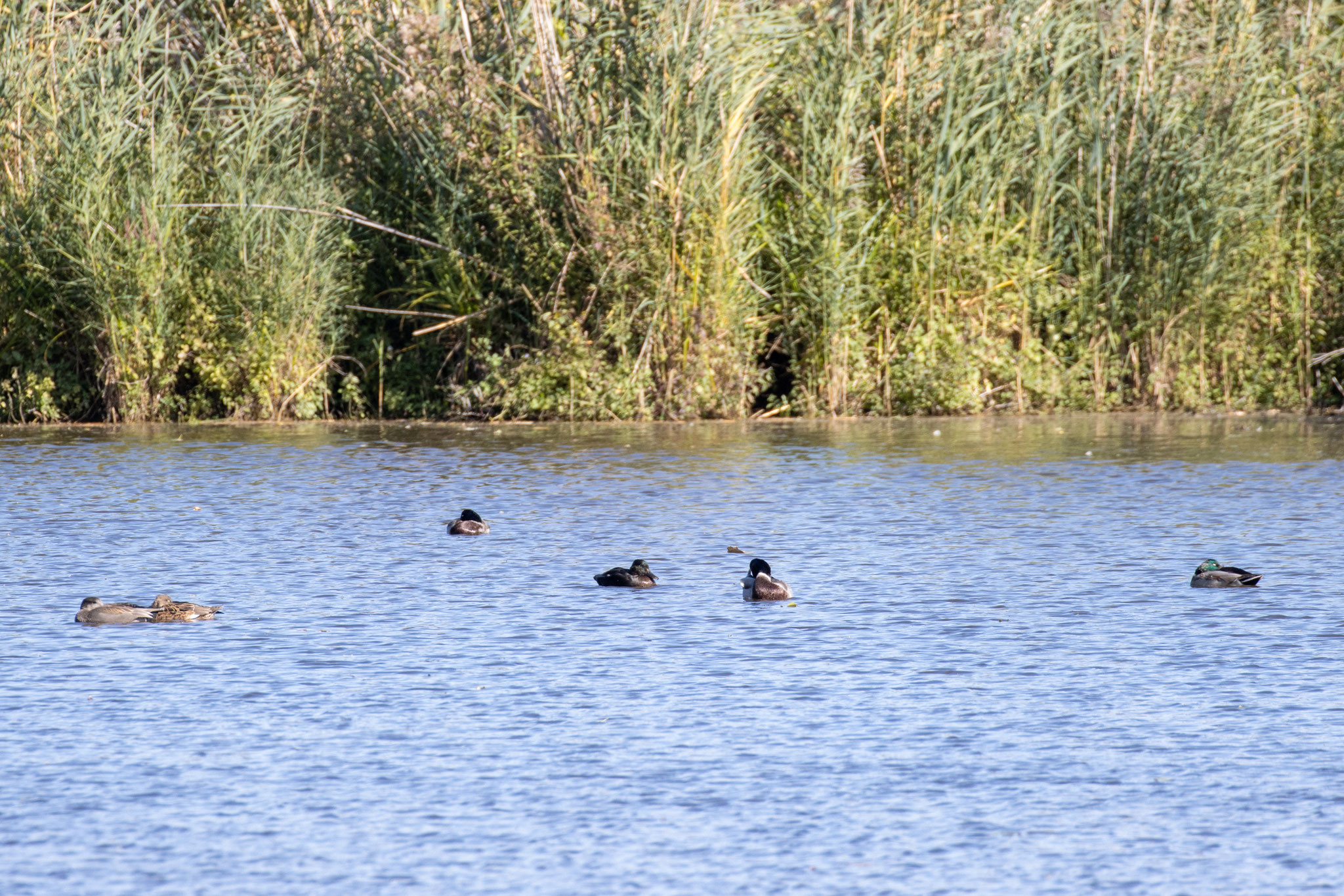 Stockenten und Schnatterenten auf dem See (Foto: B. Budig)