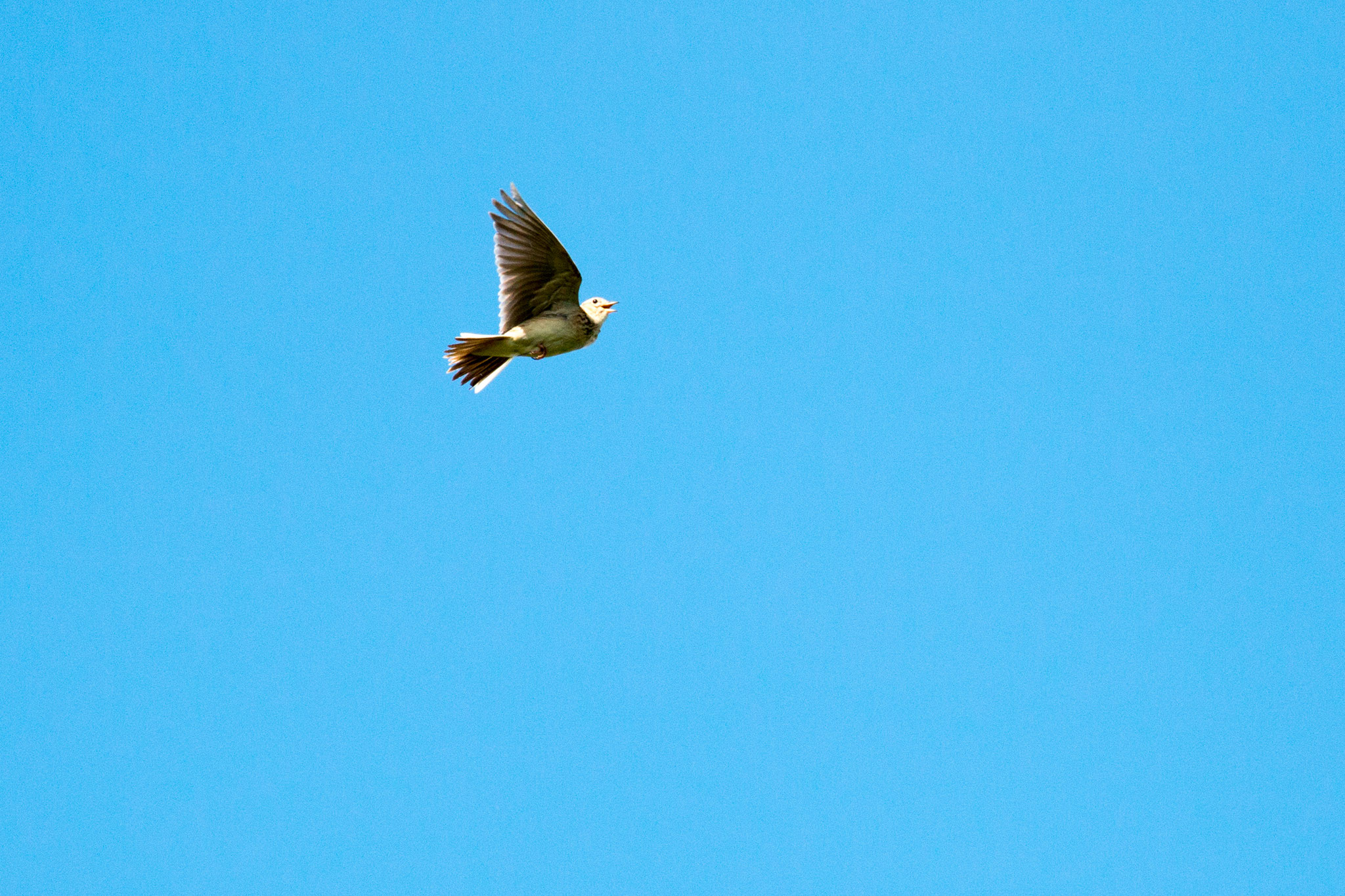 Singende Feldlerche (Alauda arvensis) im Flug