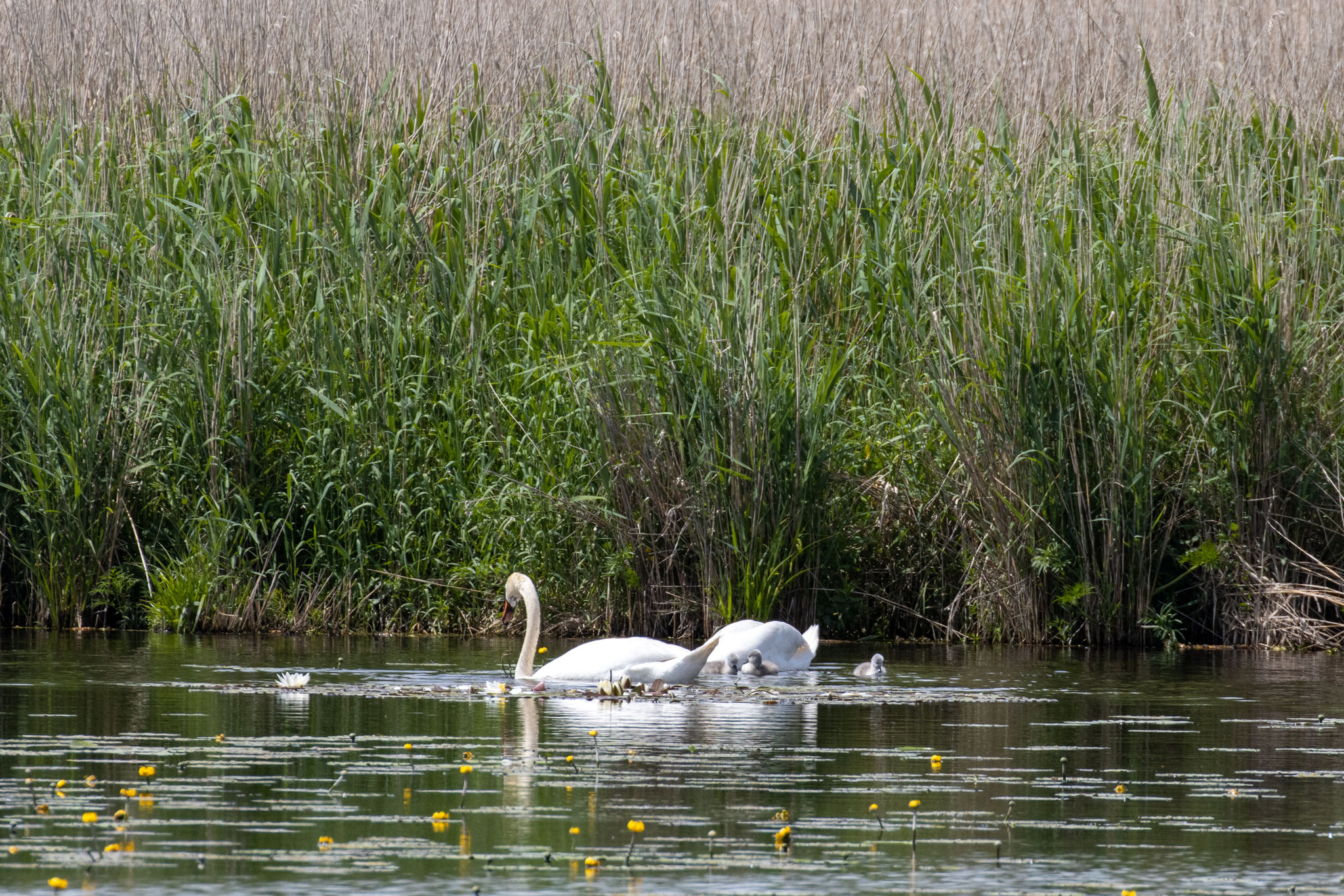 Höckerschwäne/Cygnus olor (Foto: B. Budig)