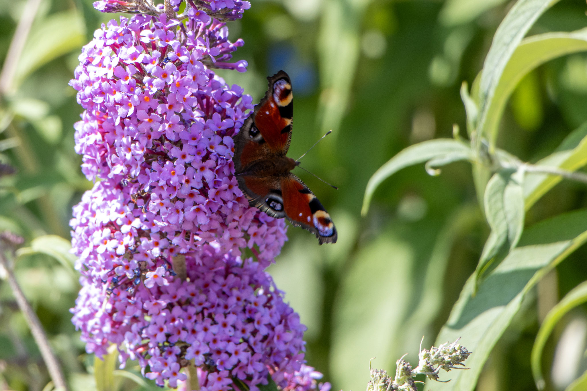 Tagpfauenauge/Aglais io (Foto: B. Budig)