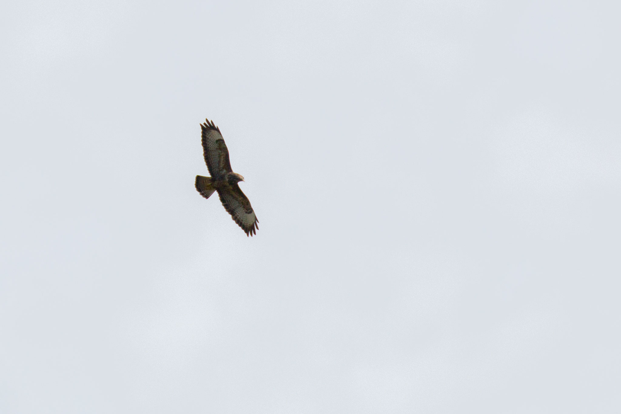 Mäusebussard im Flug