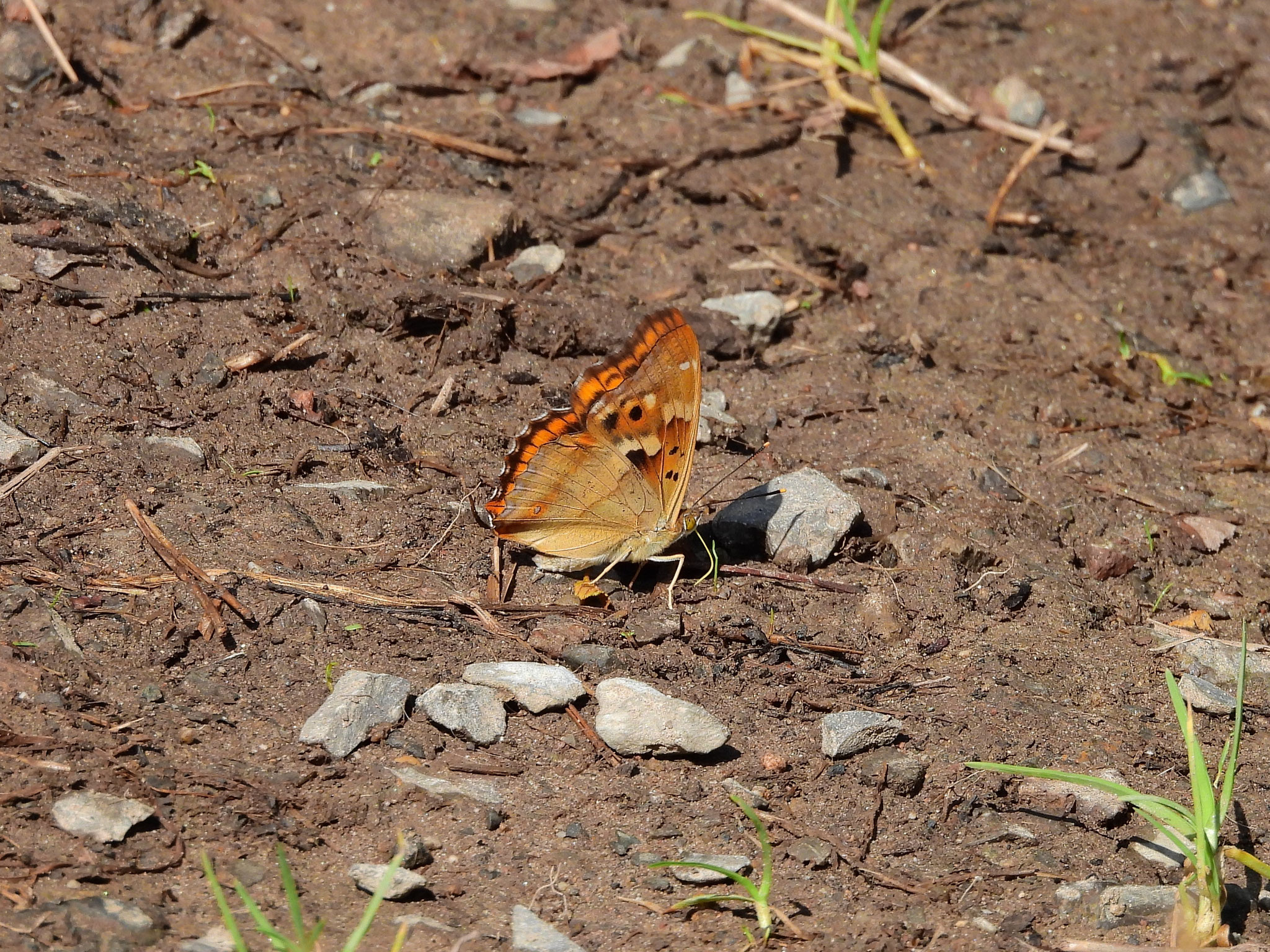 Flügel-Unterseite des Kleinen Schillerfalters/Apatura ilia (Foto: Dorothea Koch)