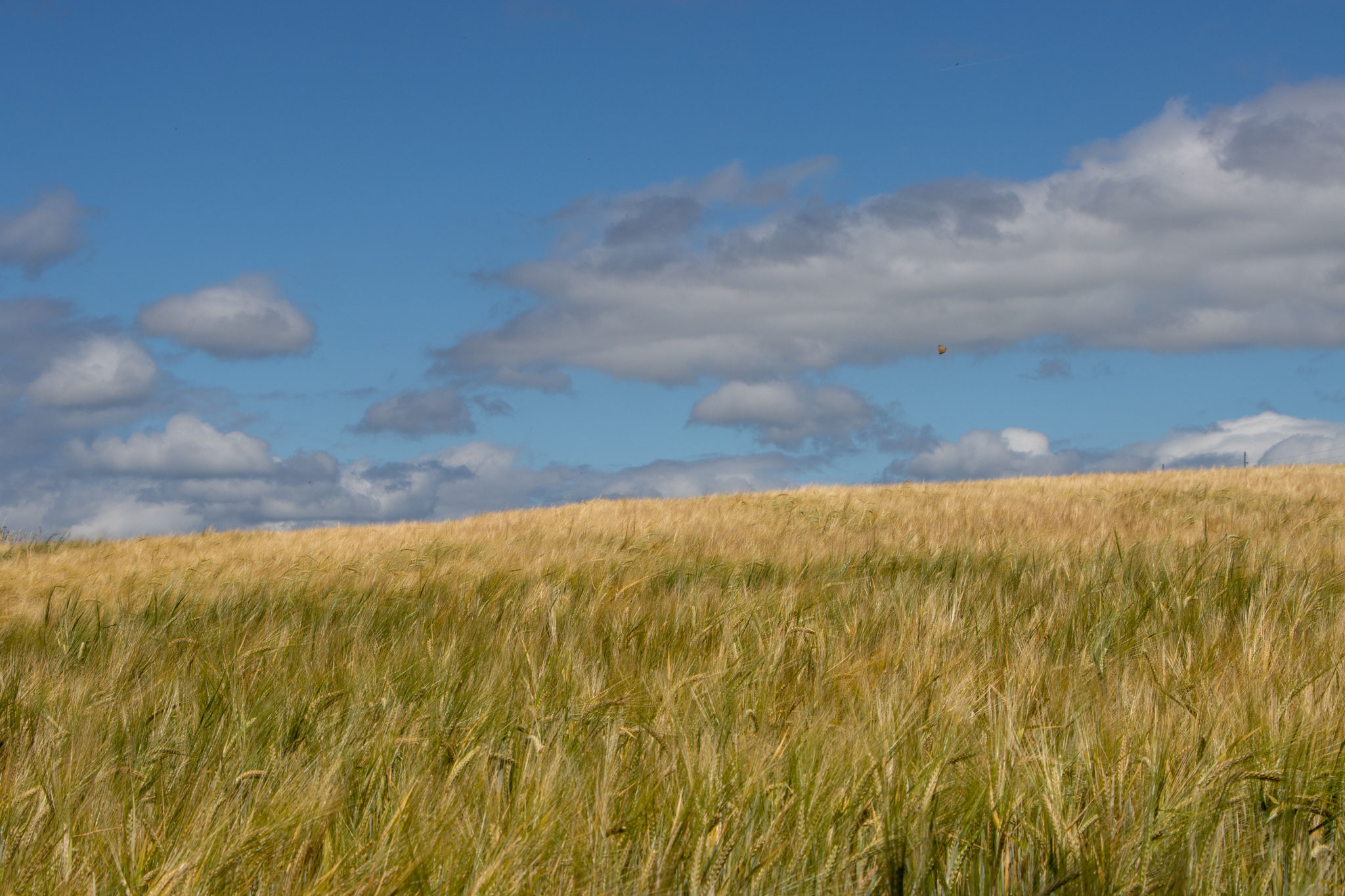 Gerstenfeld im Wind (HB)