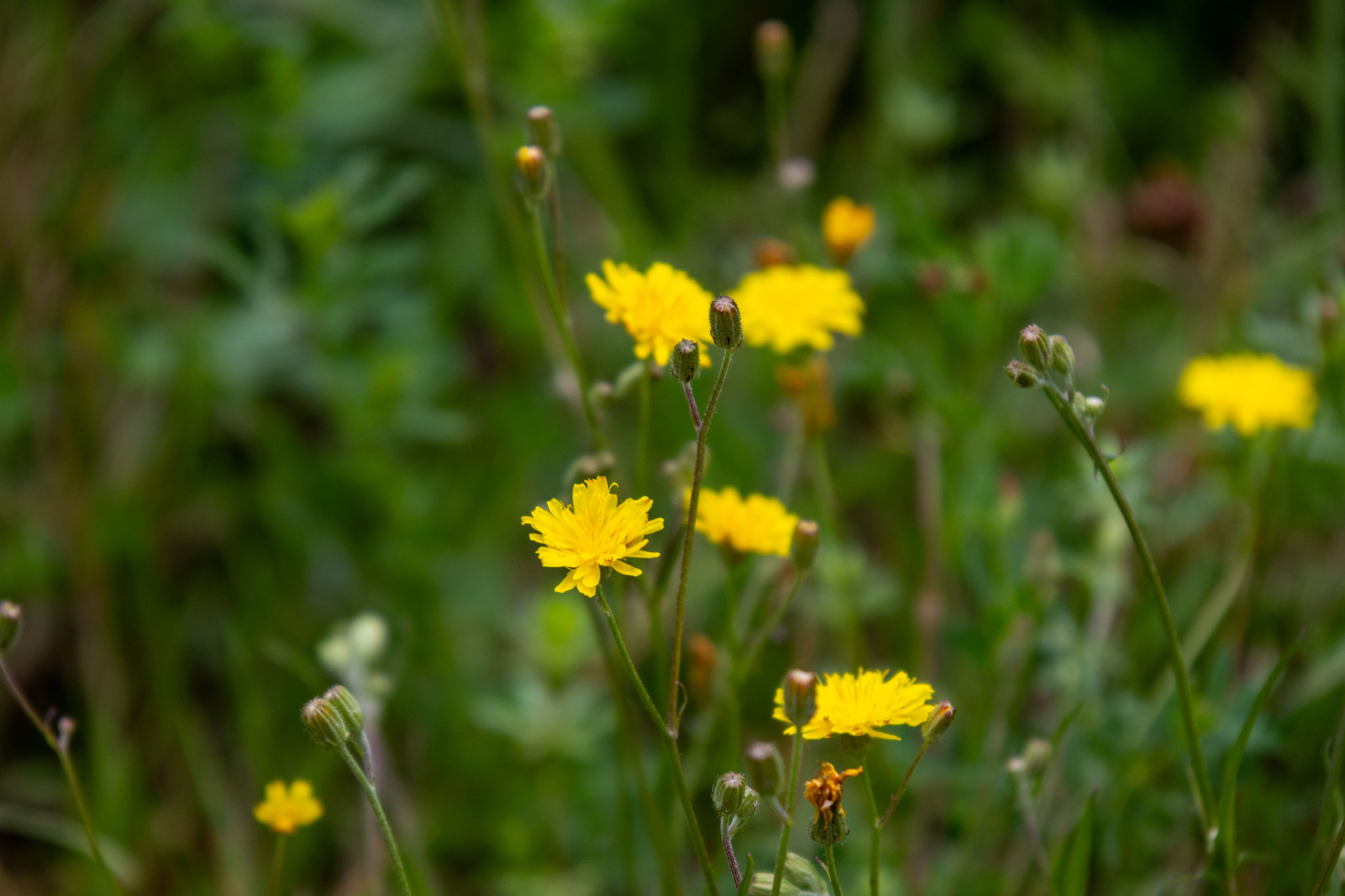 Kleinblütiger Pippau/Crepis capillaris (Foto: B. Budig)