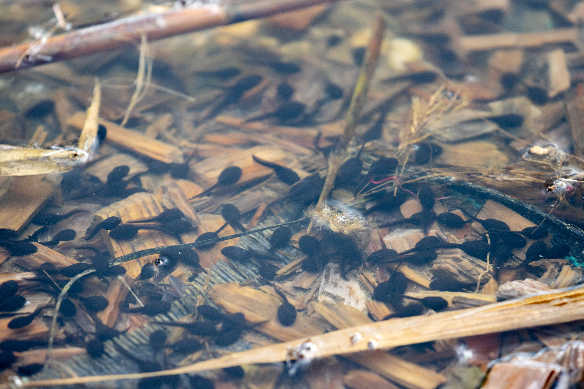 Erdkröten-Kaulquappen im großen Forstwaldteich (Foto: B. Budig)