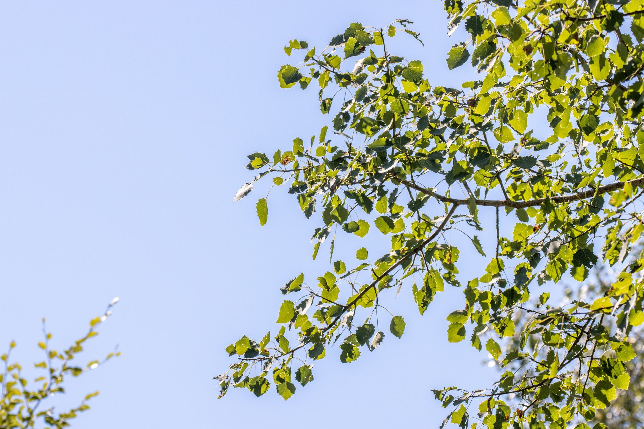 Ast einer Zitterpappel (Foto: H. Budig)