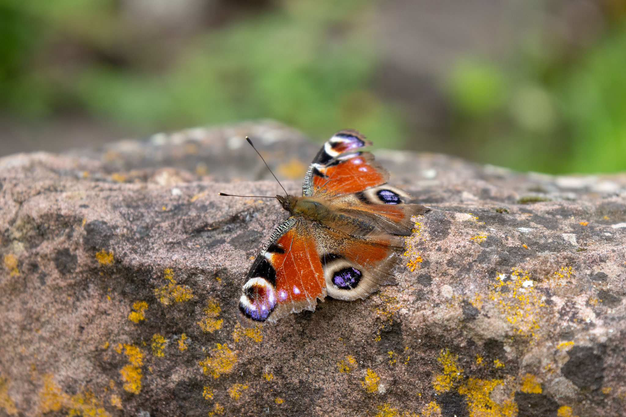 Tagpfauenauge/Inachis io (Foto: B. Budig)