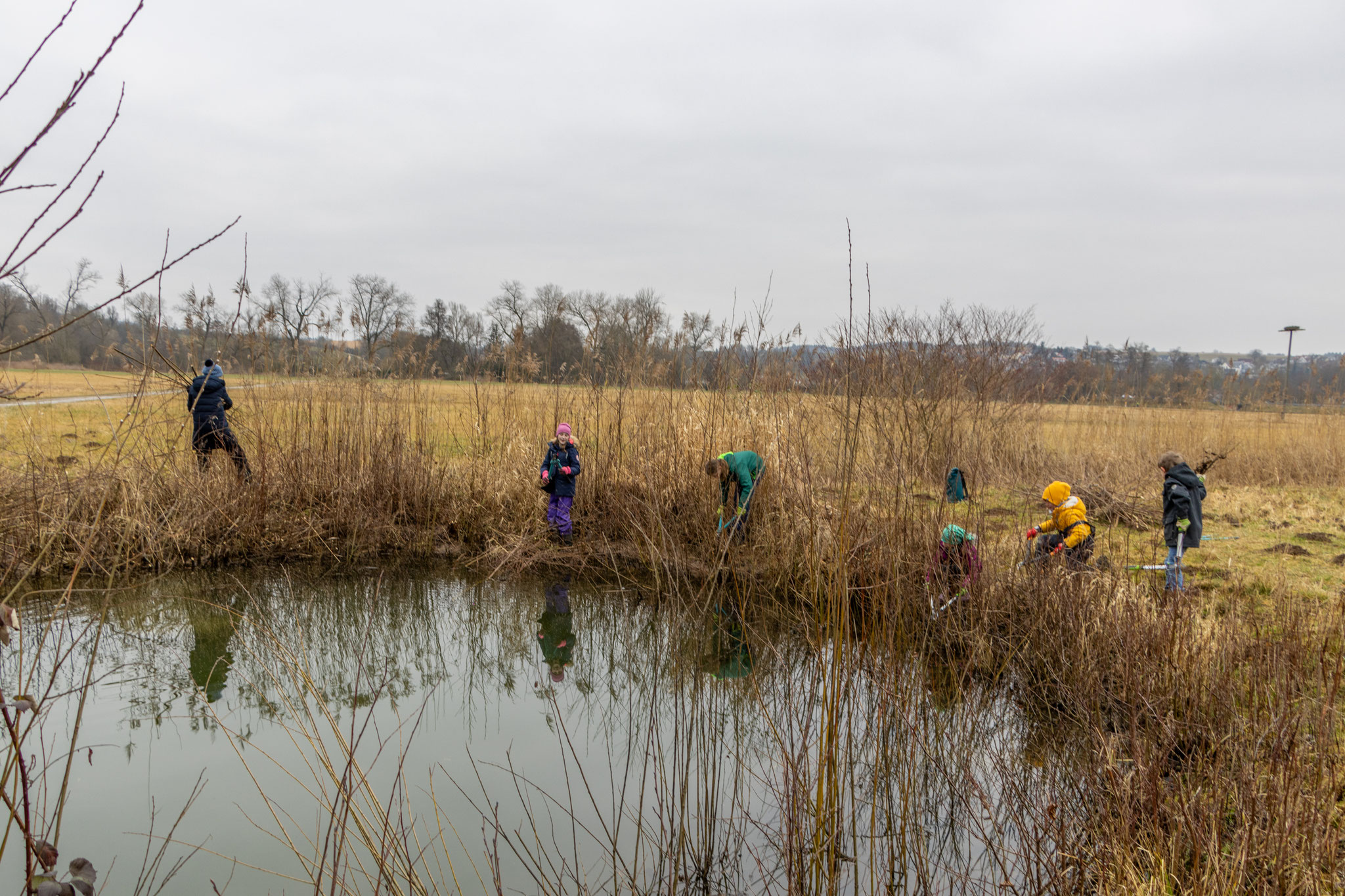 Rückschnitt der kleinen Schwarzerlen am Ufer des Amphibienteichs (Foto: B. Budig)