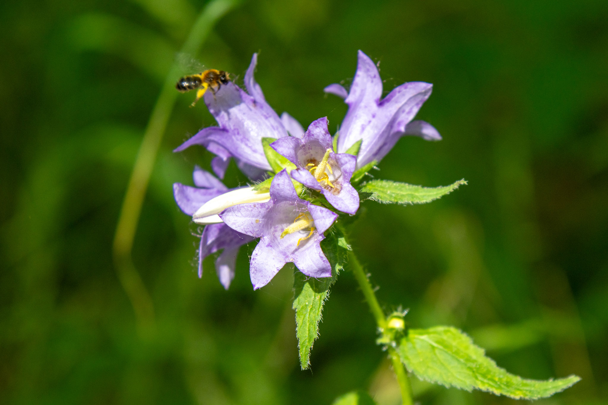 Nesselblättrige Glockenblume/Campanula trachelium (Foto: H. Budig)