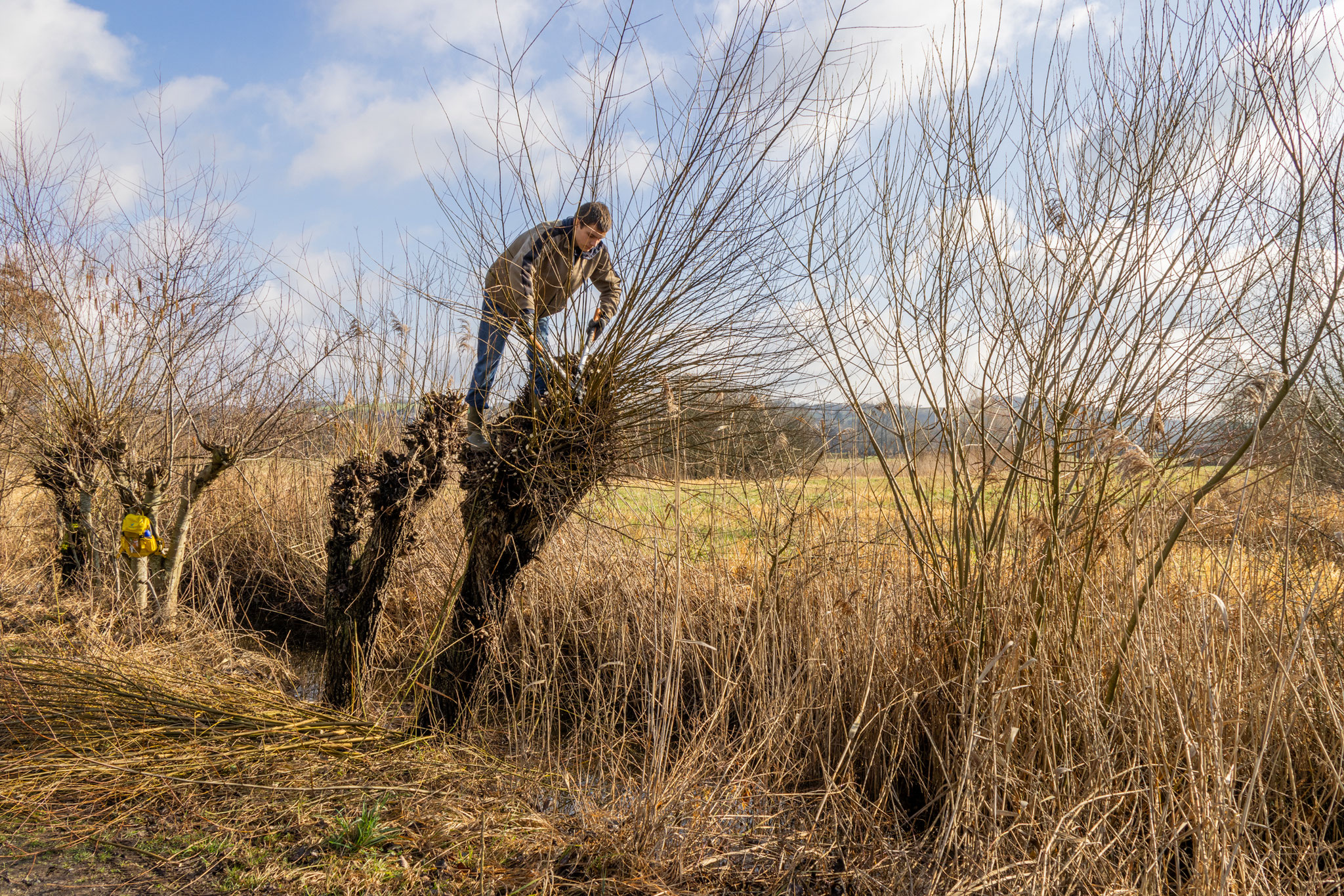 Hoch hinaus mit der Astschere (Foto: B. Budig)