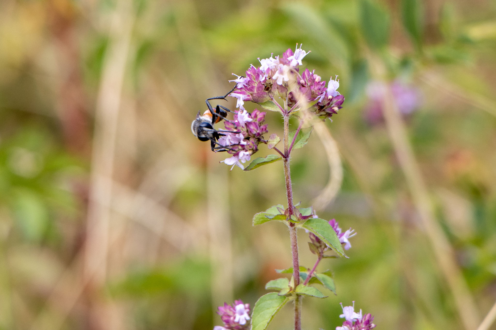 Blutbiene auf Oregano (Foto: B. Budig)