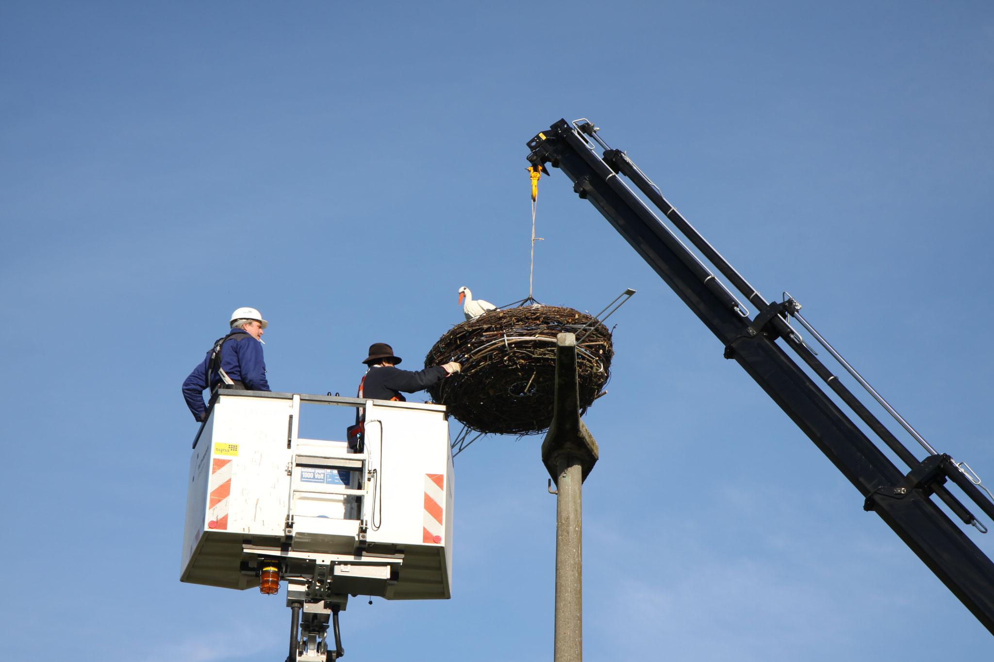 Befestigen des Nestes (Foto: B. Budig)