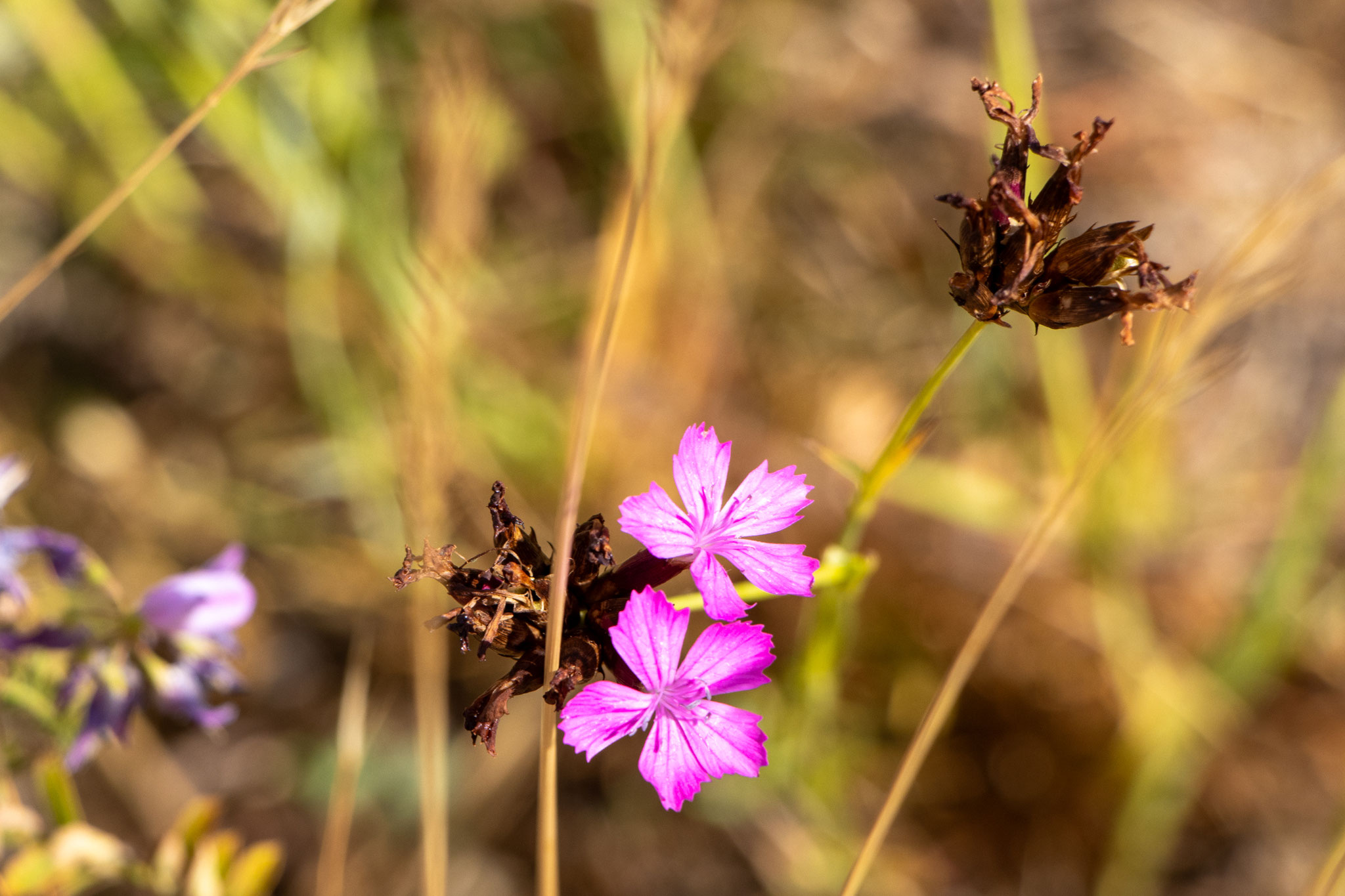 Kartäusernelke/Dianthus carthusianorum (Foto: B. Budig)