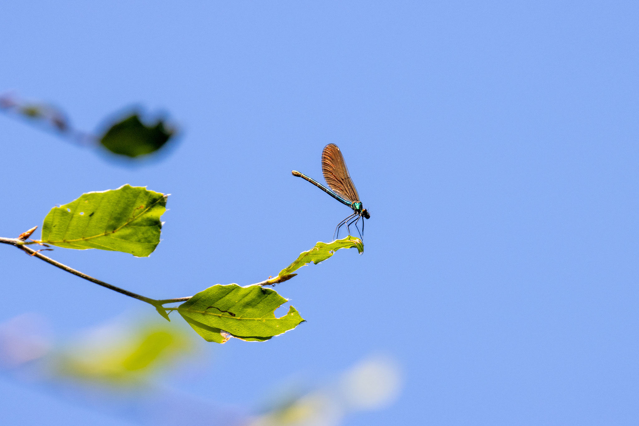Blauflügel-Prachtlibelle/Calopteryx virgo (Foto: B. Budig)