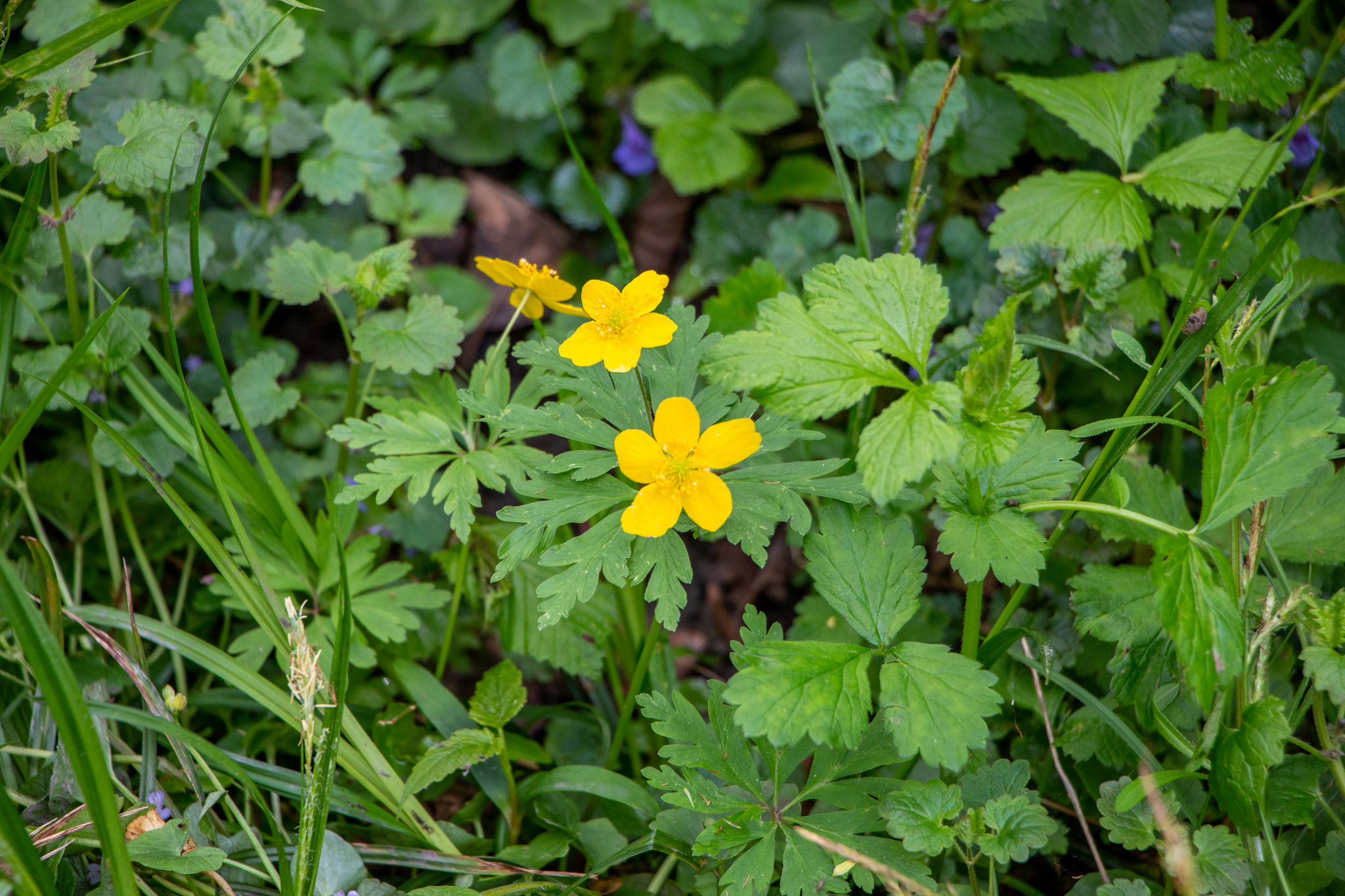 Gelbes Windröschen/Anemone ranunculoides (Foto: B. Budig)