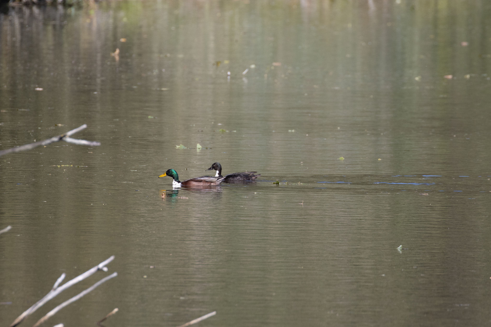 Stockenten in Farbvariationen (Foto: B. Budig)