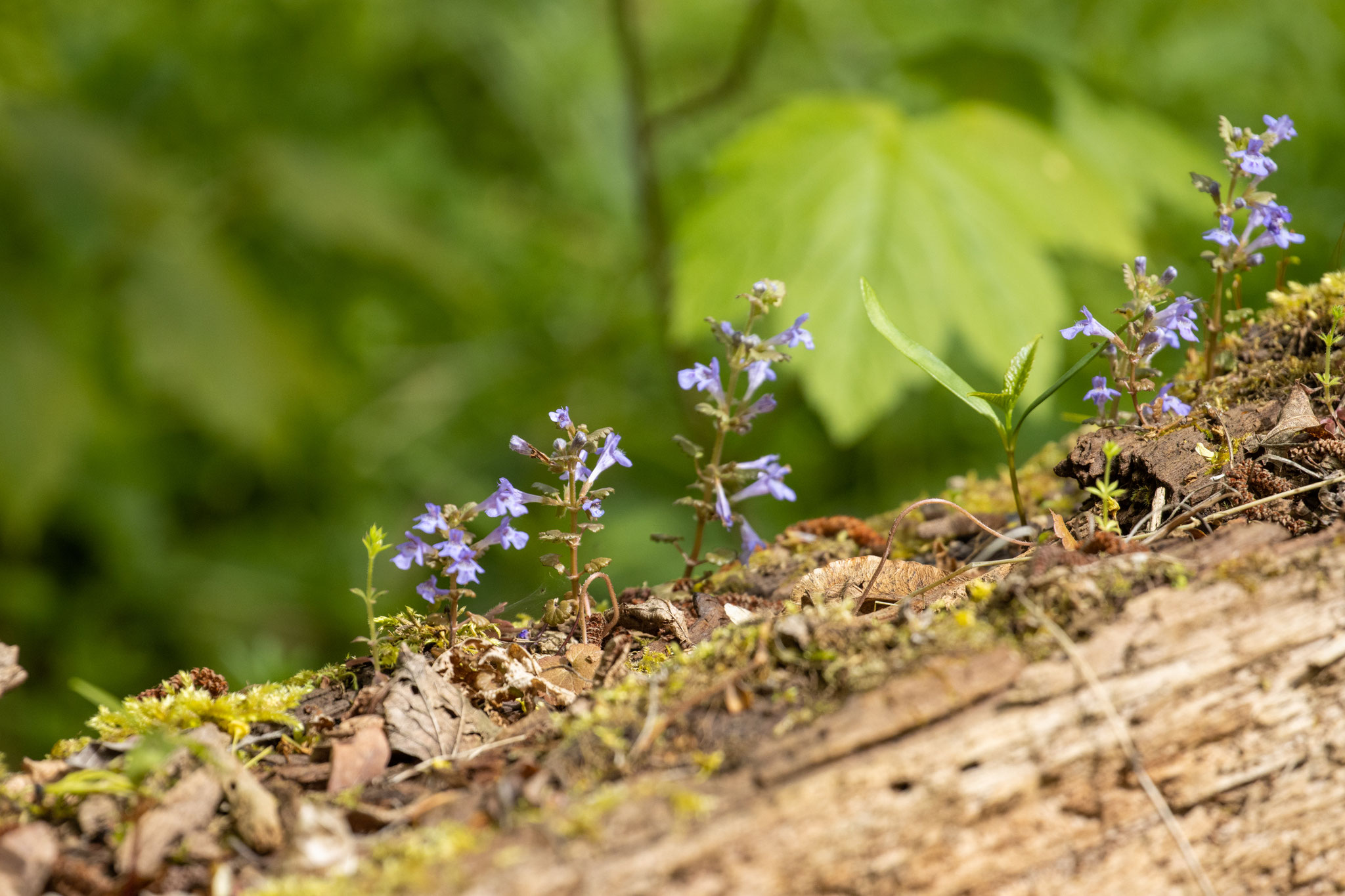 Gundermann/Glechoma hederacea auf Totholzstamm (Foto: B. Budig)