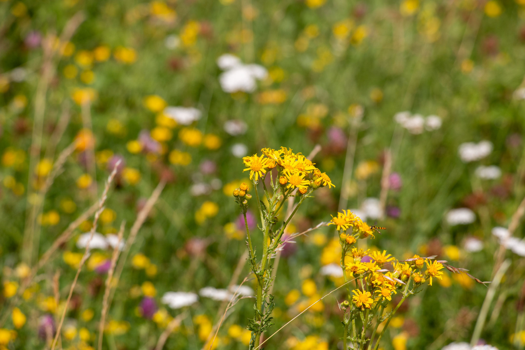 Jakobs-Greiskraut (Senecio jacobaea) (BB)