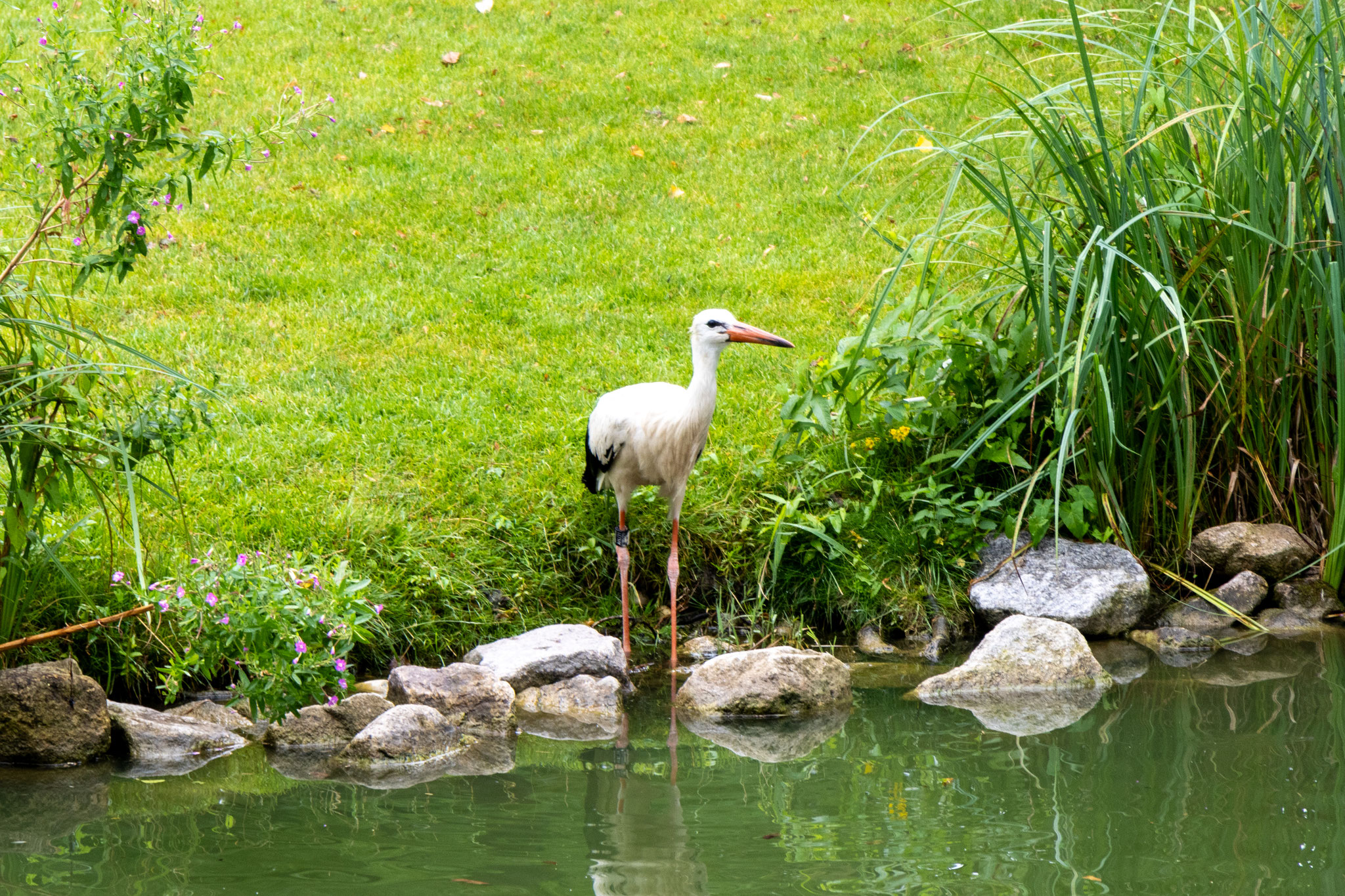 Ein Weißstorch im Luisenpark trinkt am Wasserlauf (Foto: B. Budig)