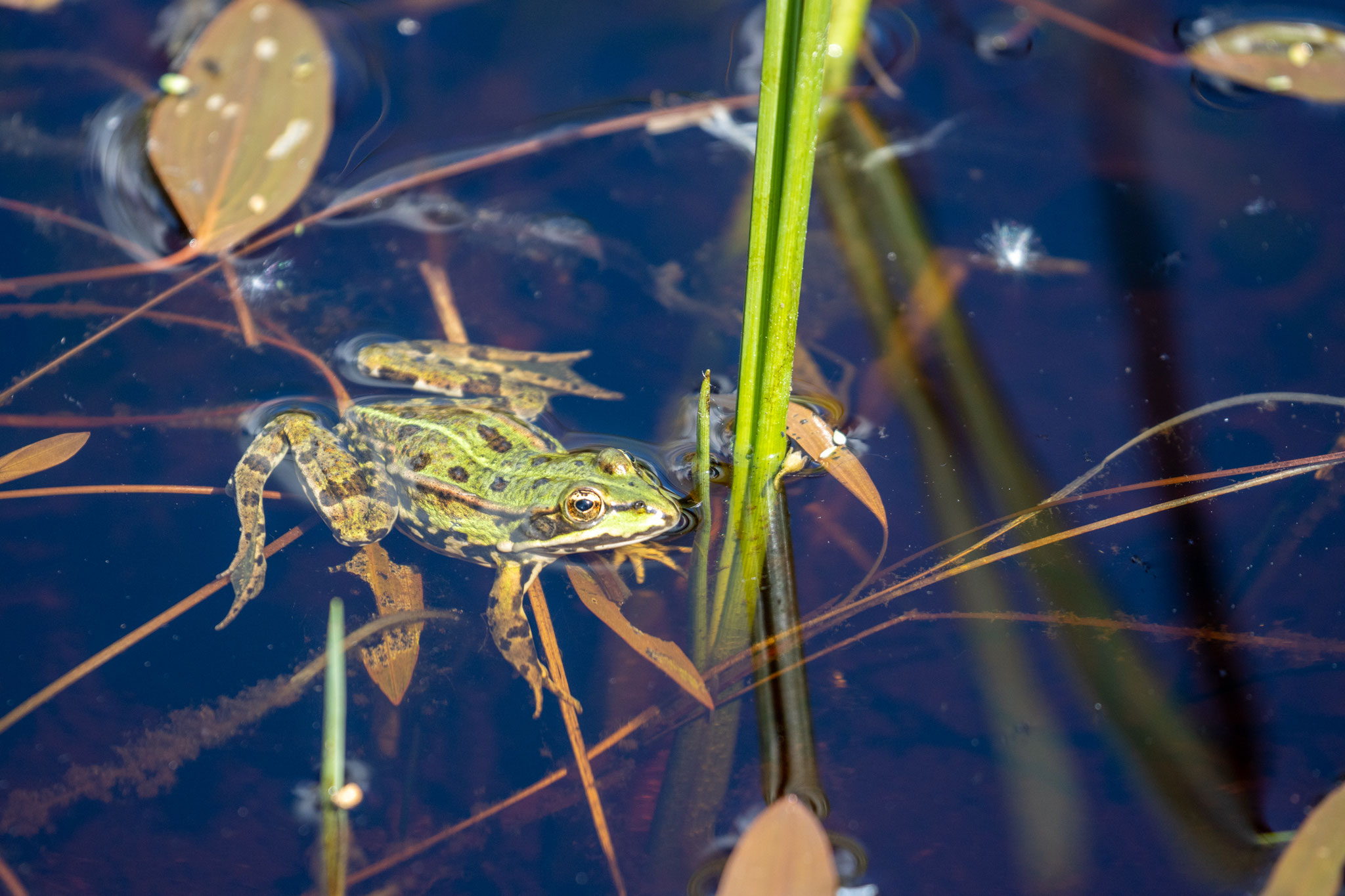 Grünfrosch/Pelophylax (Foto: B. Budig)