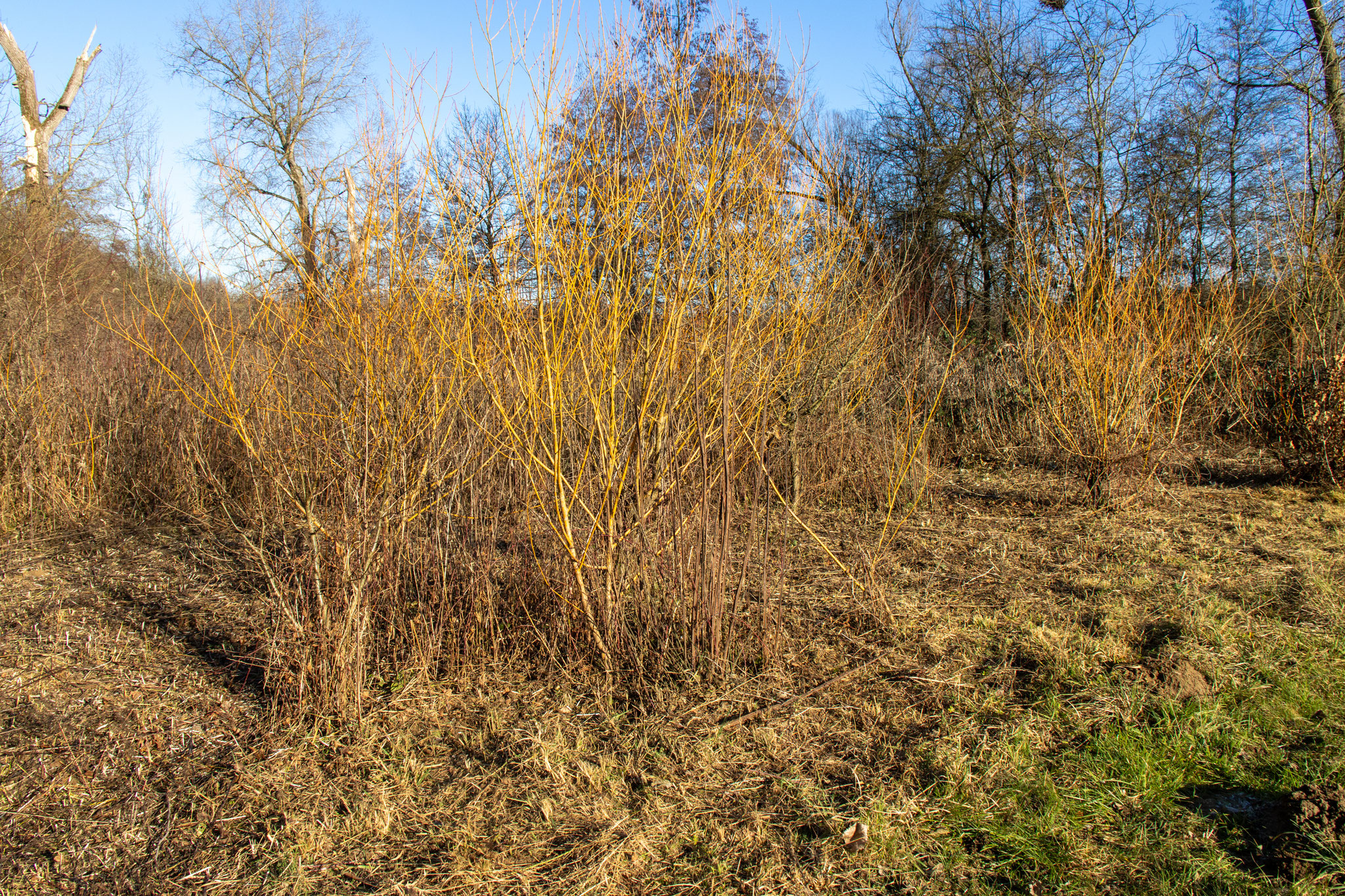 Vorher: Hohes Gras zwischen den Weiden. (Foto: B. Budig)