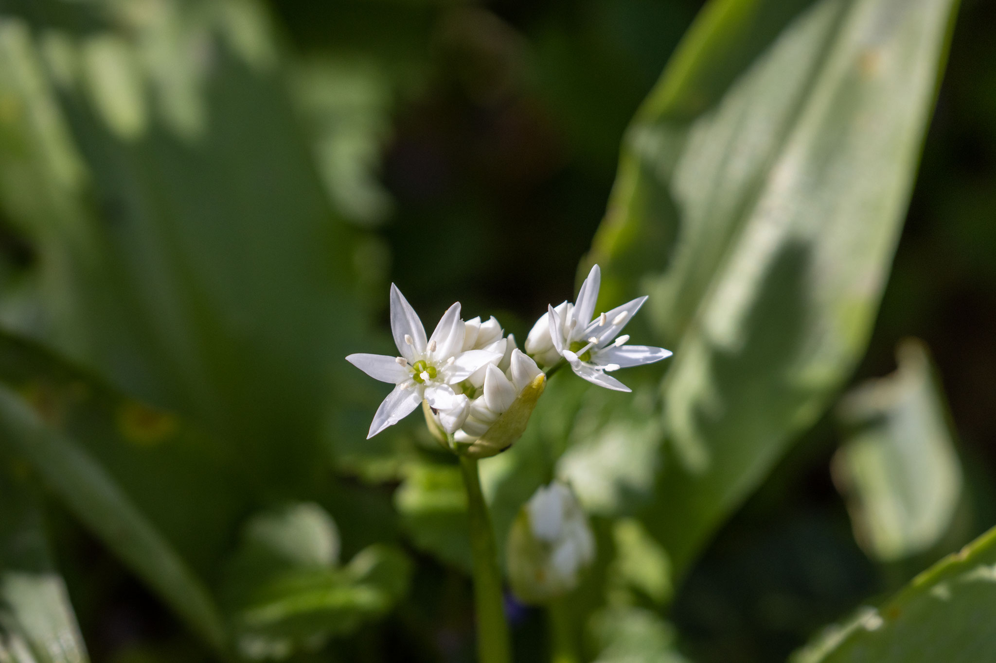 Blüte eines Bärlauches/Allium ursinum (Foto: B. Budig)