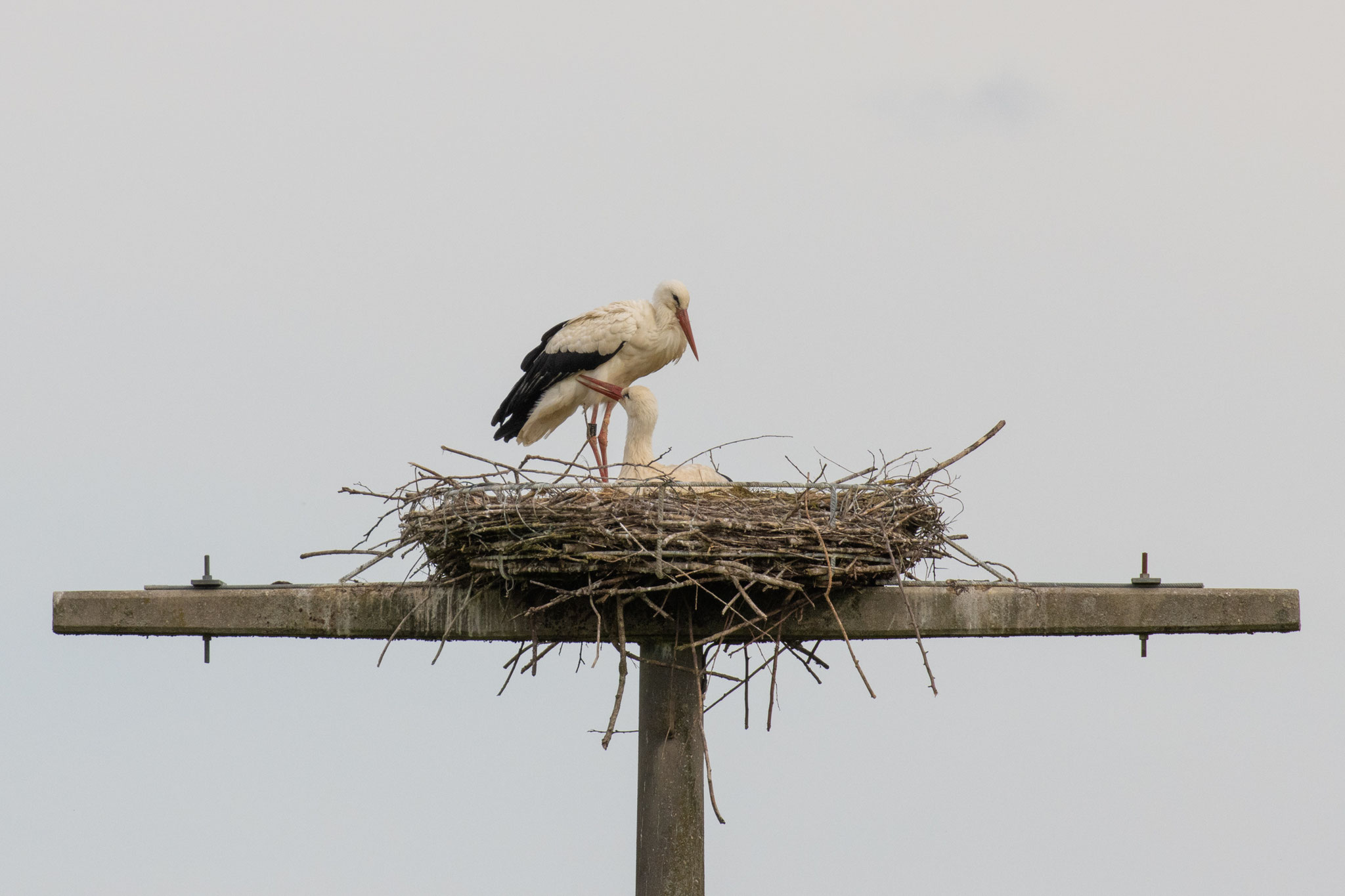 Zu zweit im Nest am 20.05.21 (Foto: B. Budig)