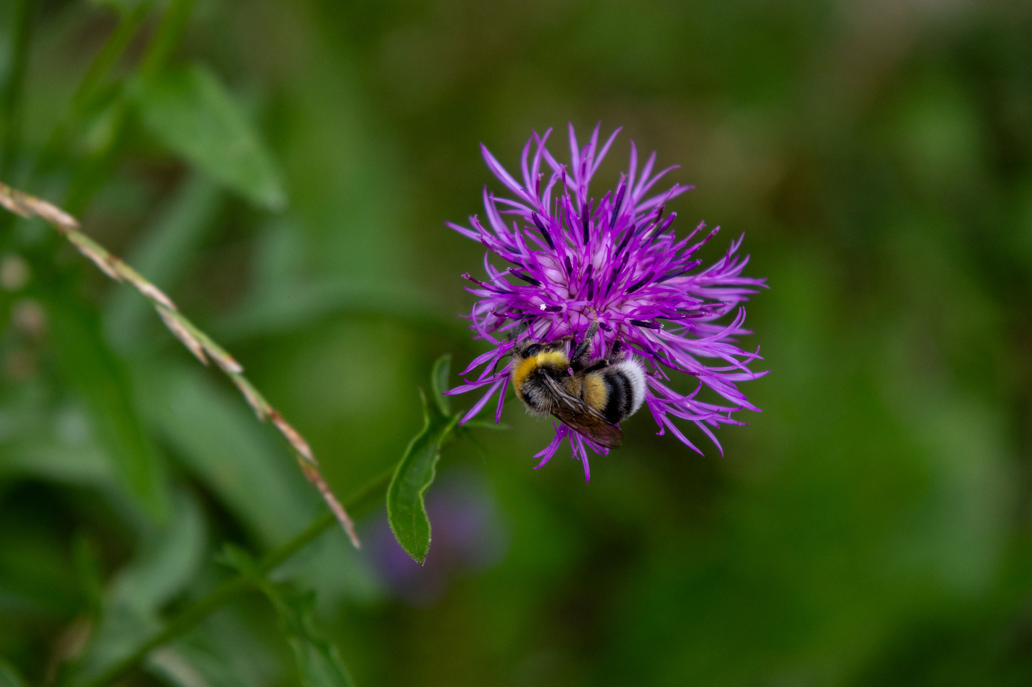 Hellgelbe Erdhummel/Bombus lucorum auf Skabiosen-Flockenblume/Centaurea scabiosae (Foto: B. Budig)