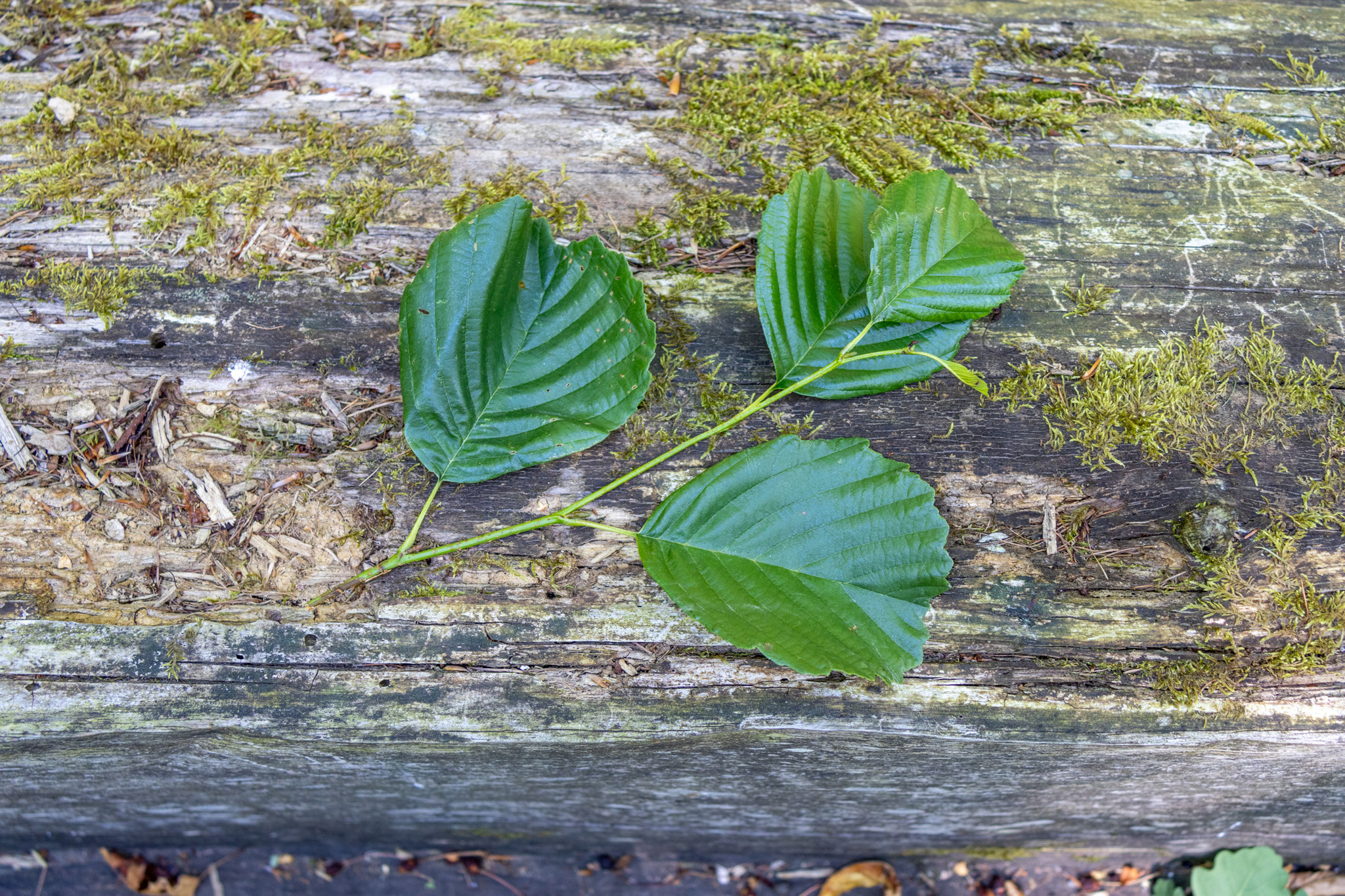  Blätter Schwarz-Erle/Alnus glutinosa (Foto: B. Budig)
