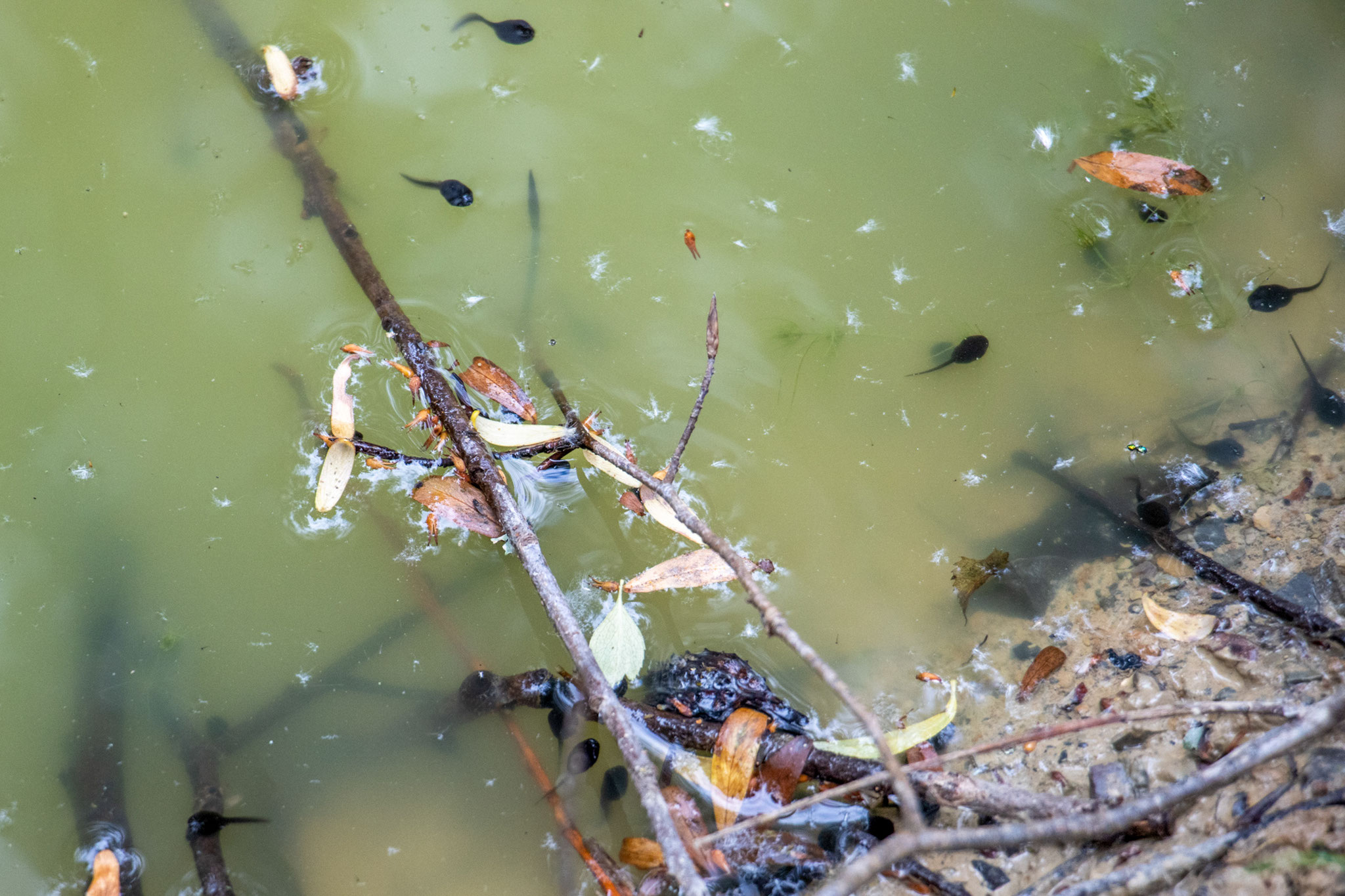 Kaulquappen im Teich (Foto: B. Budig)